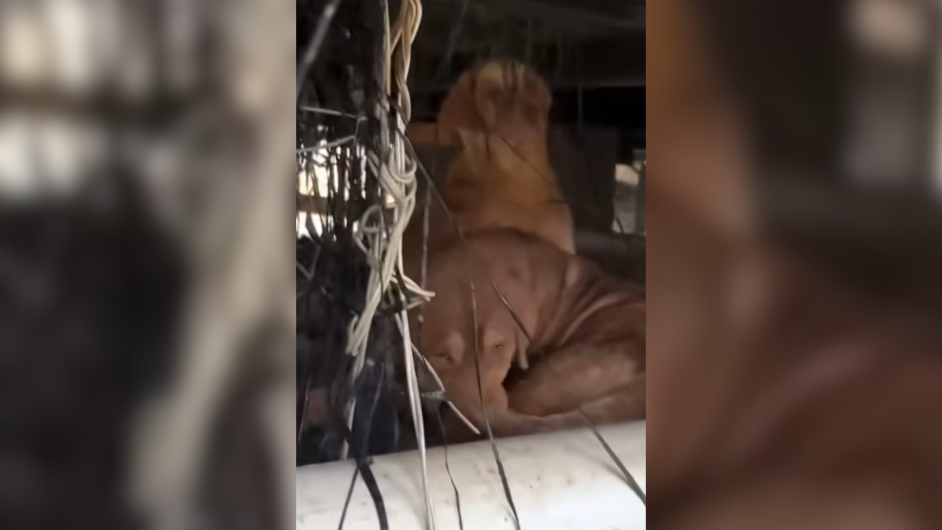 dog hiding under house