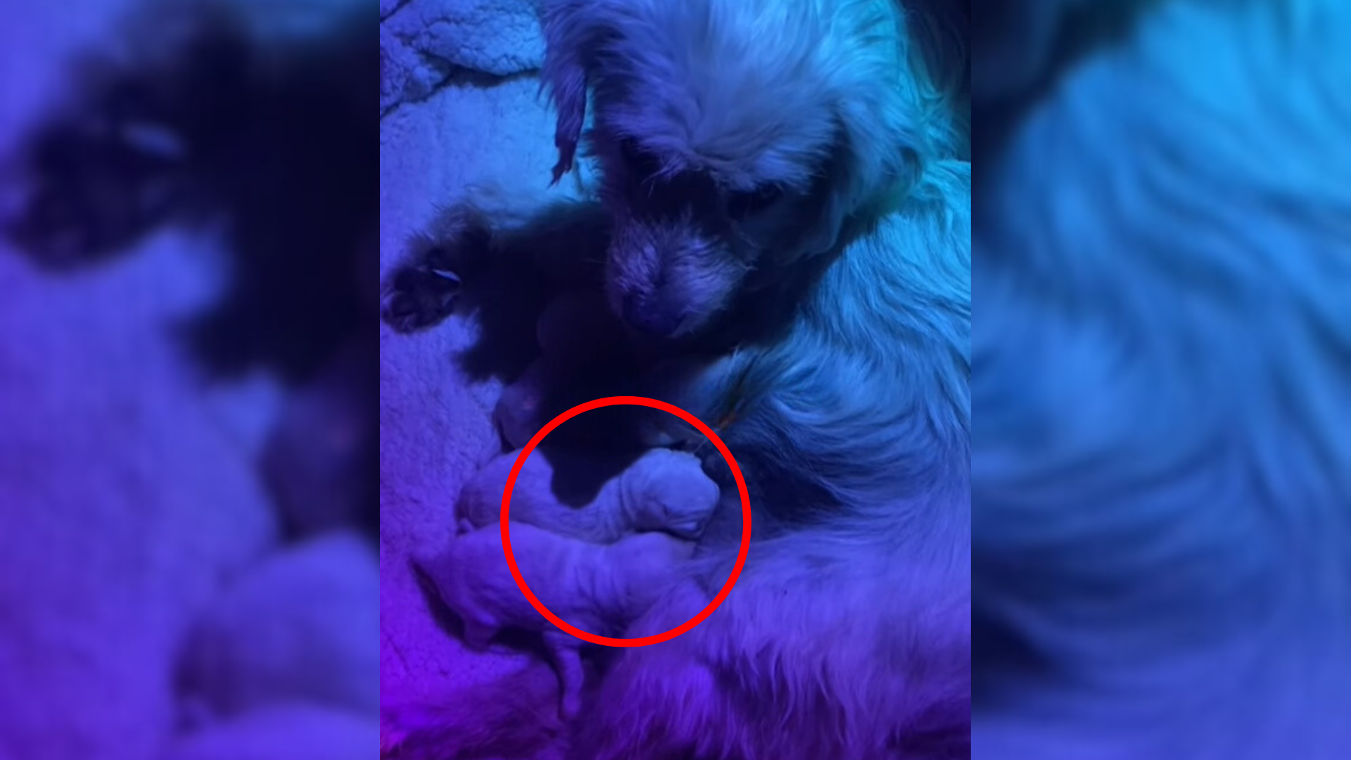 mother dog and puppies