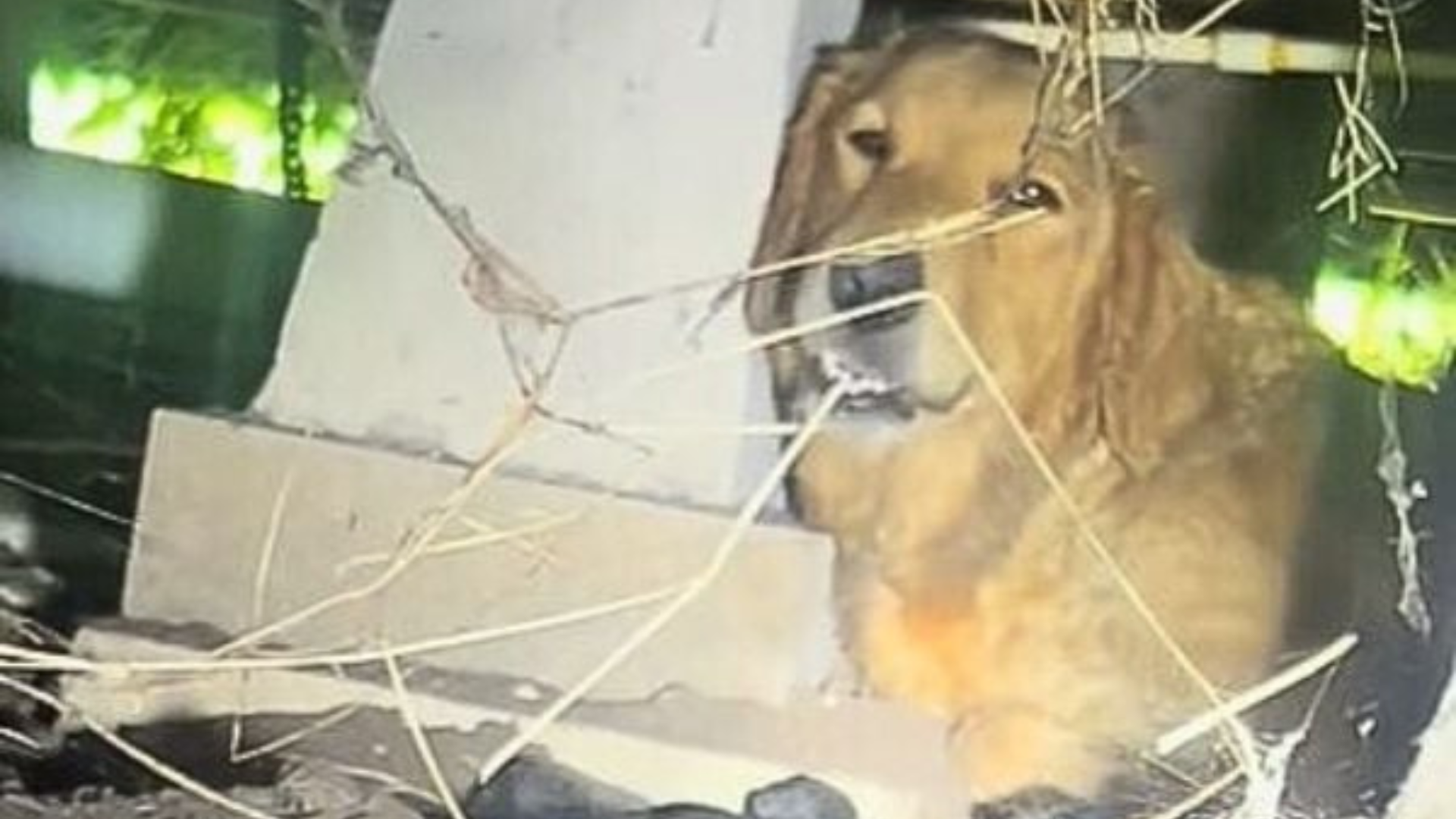 dog underneath house