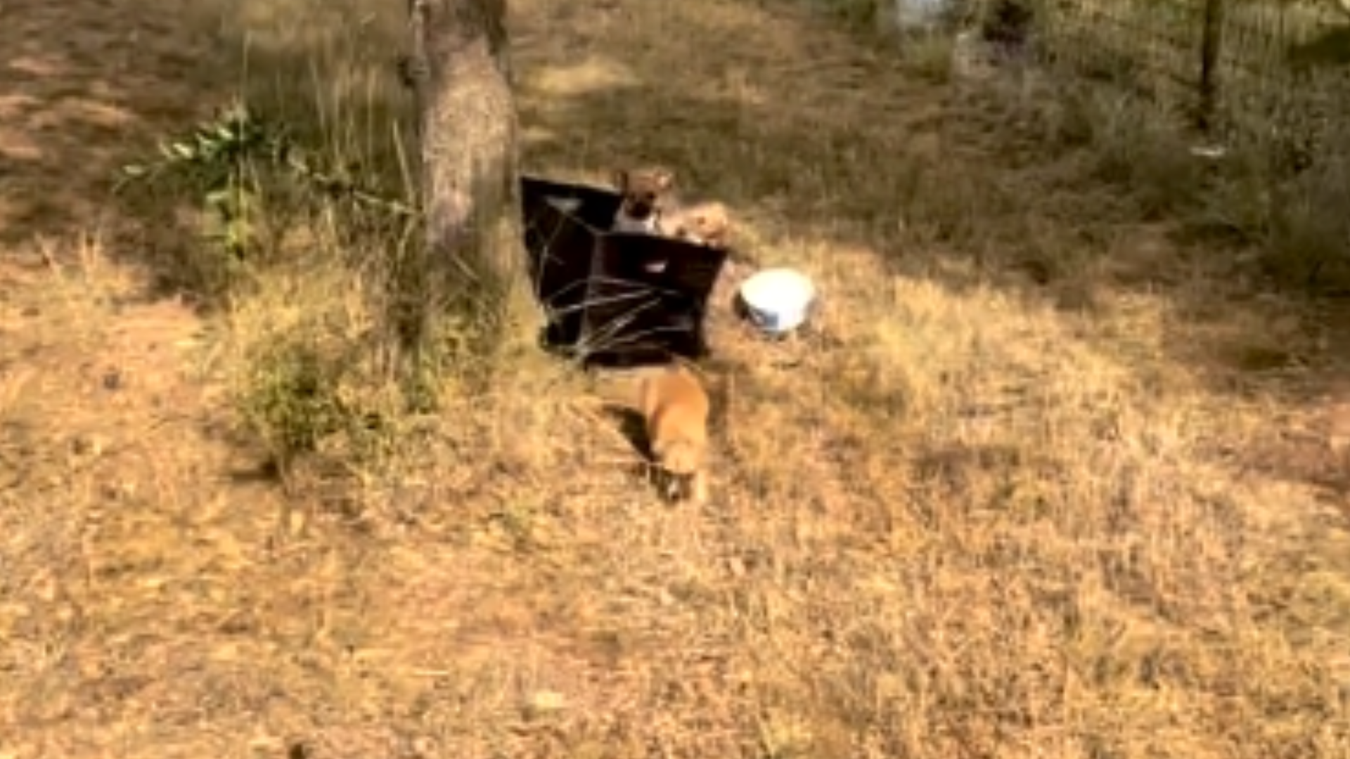 wicker box under tree