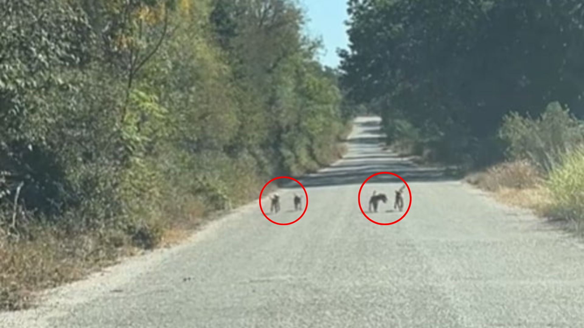 puppies on road