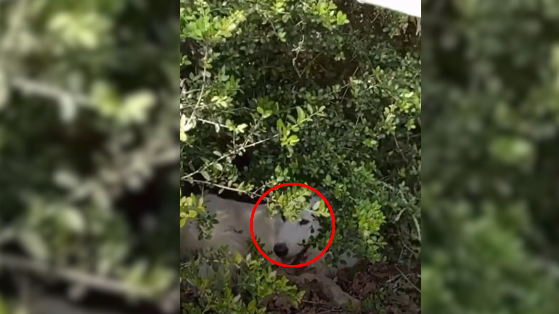 dog hiding in bushes