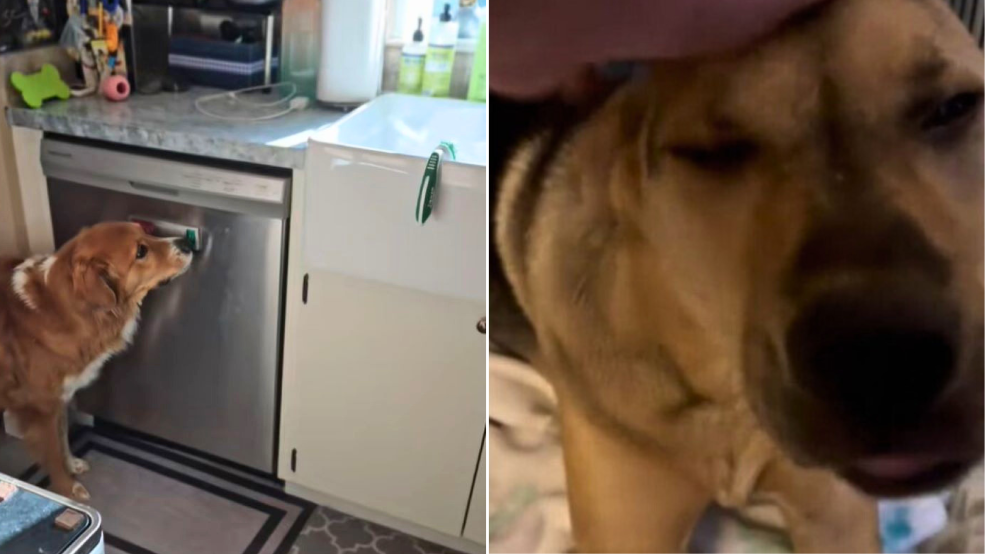 dog in kitchen