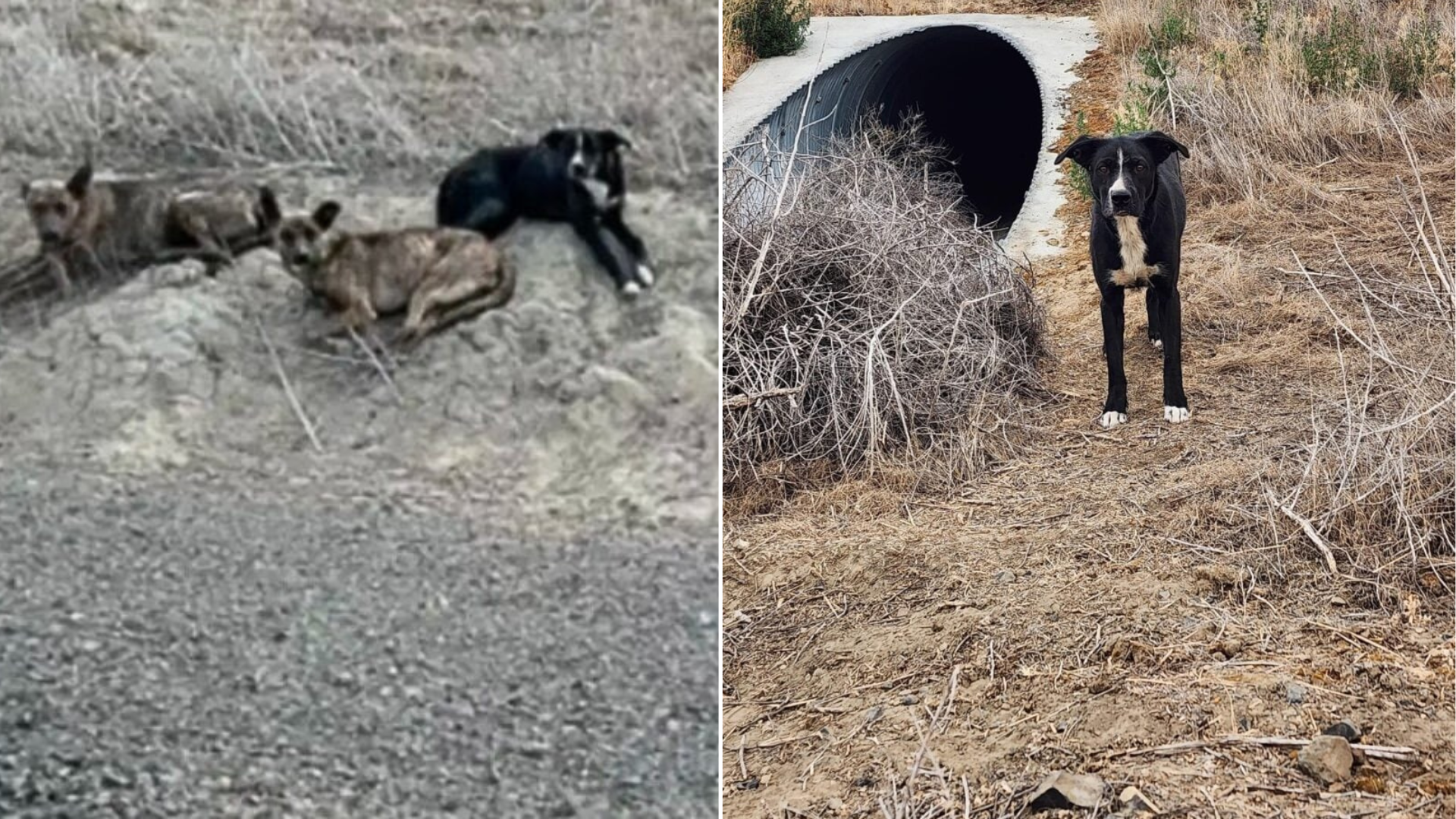 puppies hiding in pipe