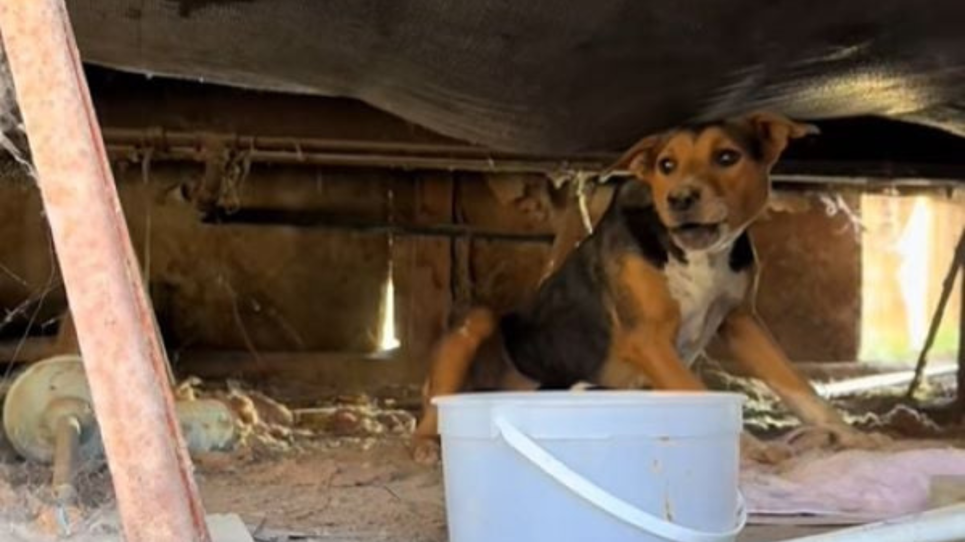 dog stuck under house