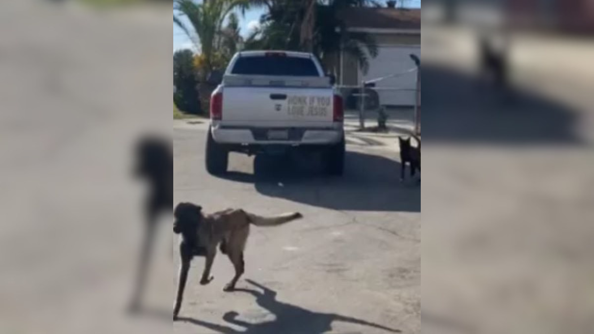 dogs running after car