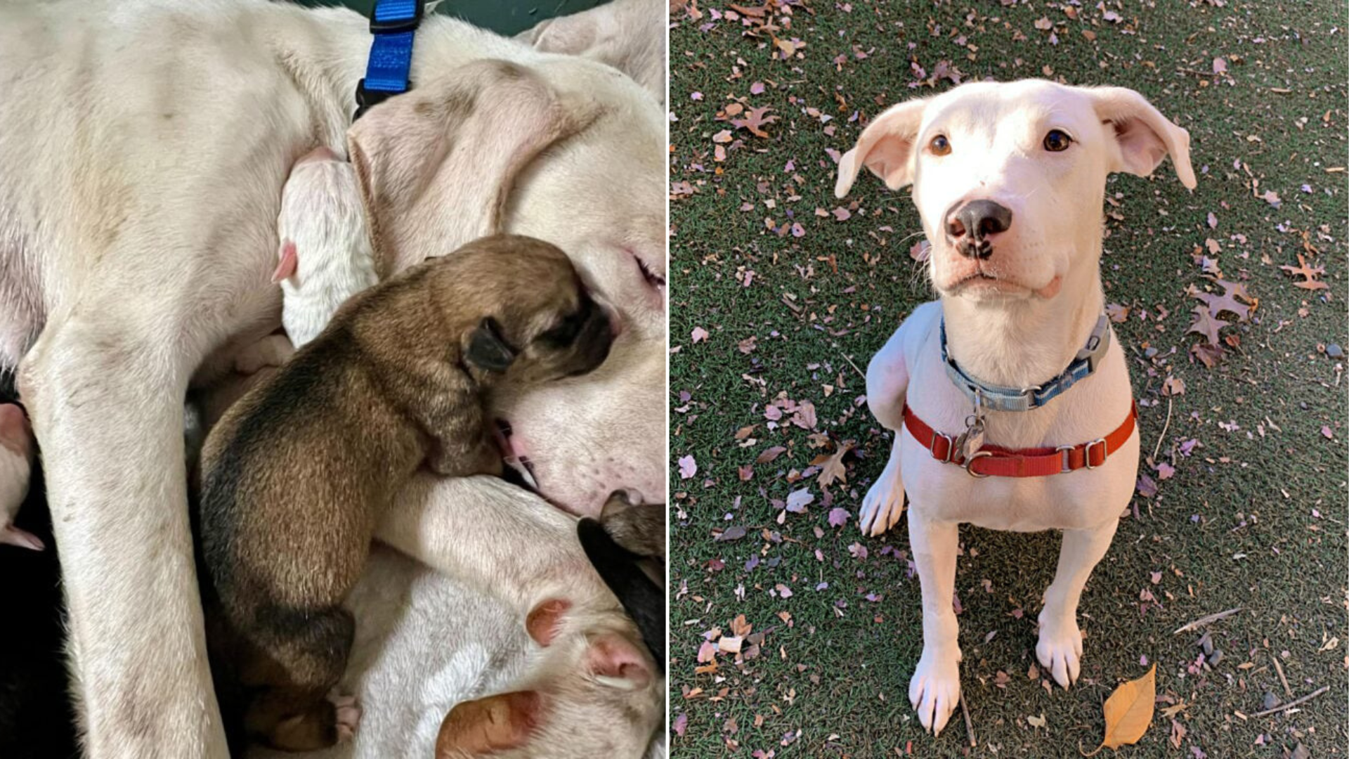 mama dog and puppies