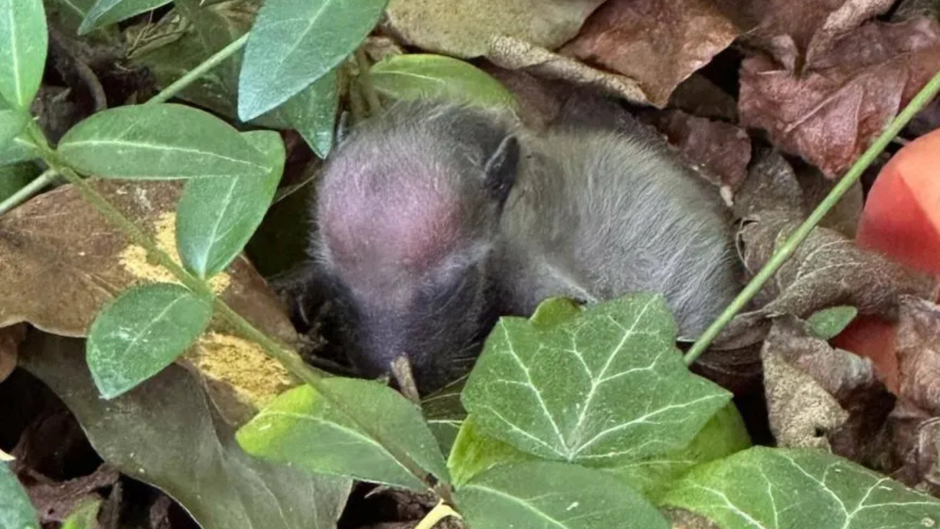 small animal in bushes