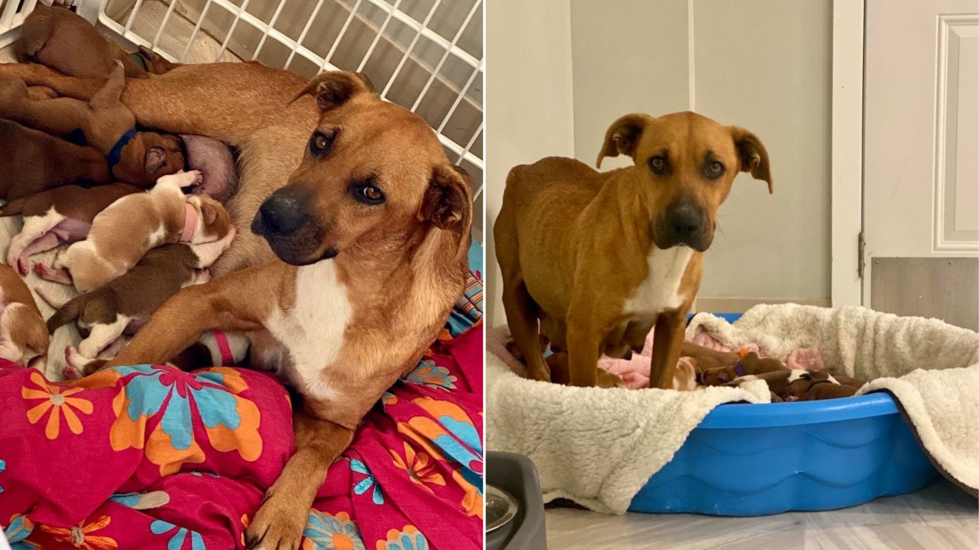 adorable brown puppies