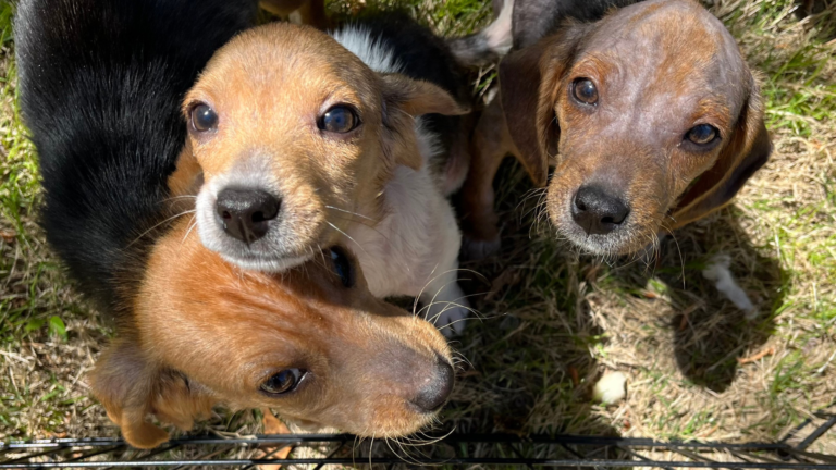 cute puppies outdoors
