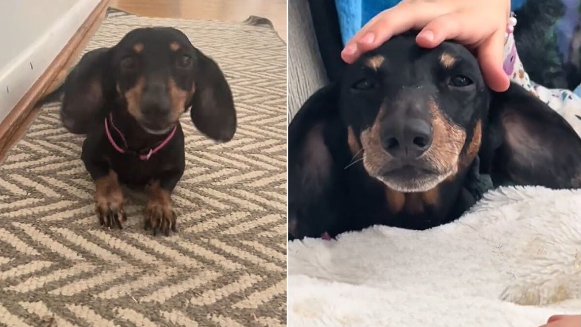 black dog laying down