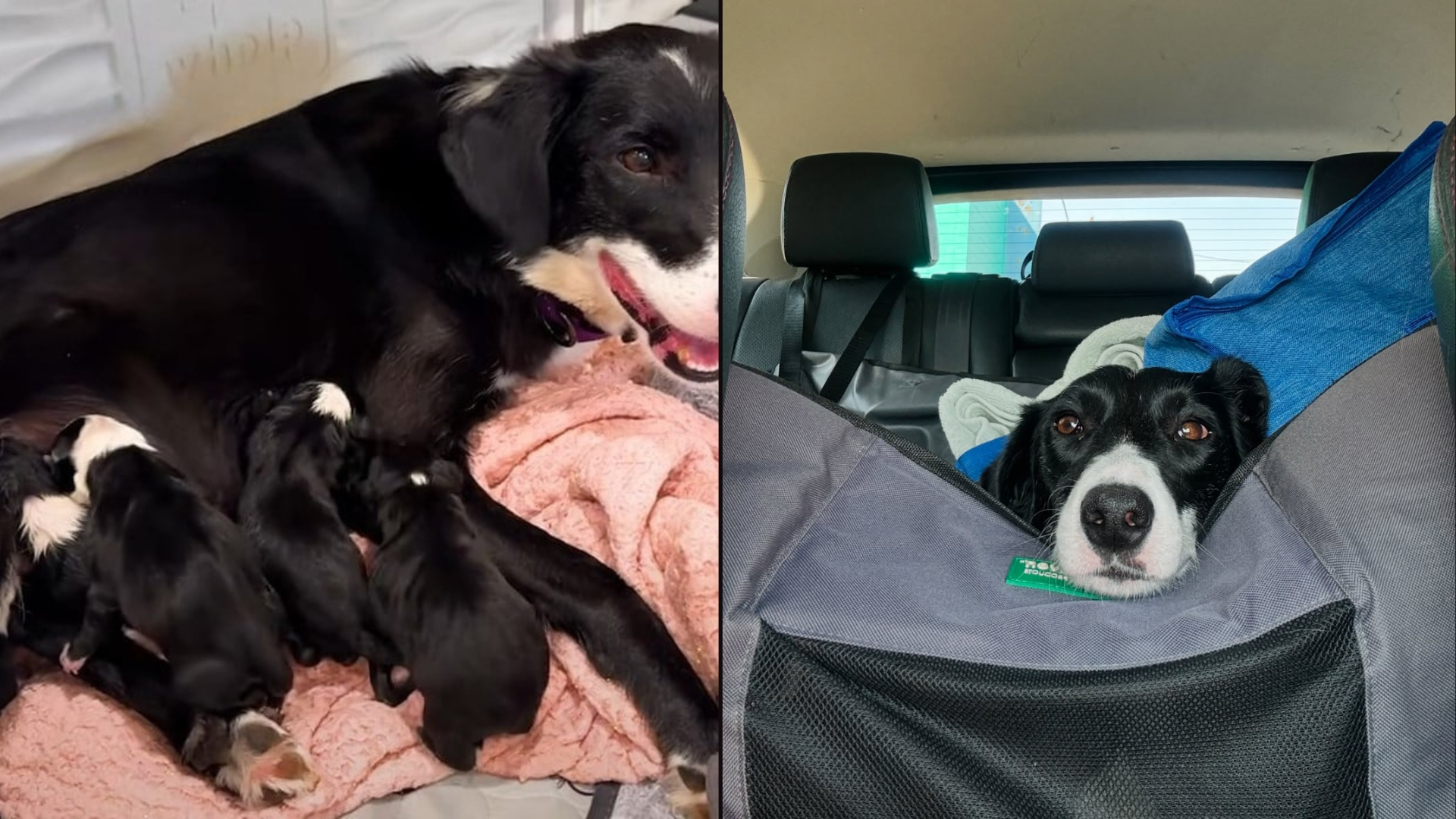 mother dog with puppies