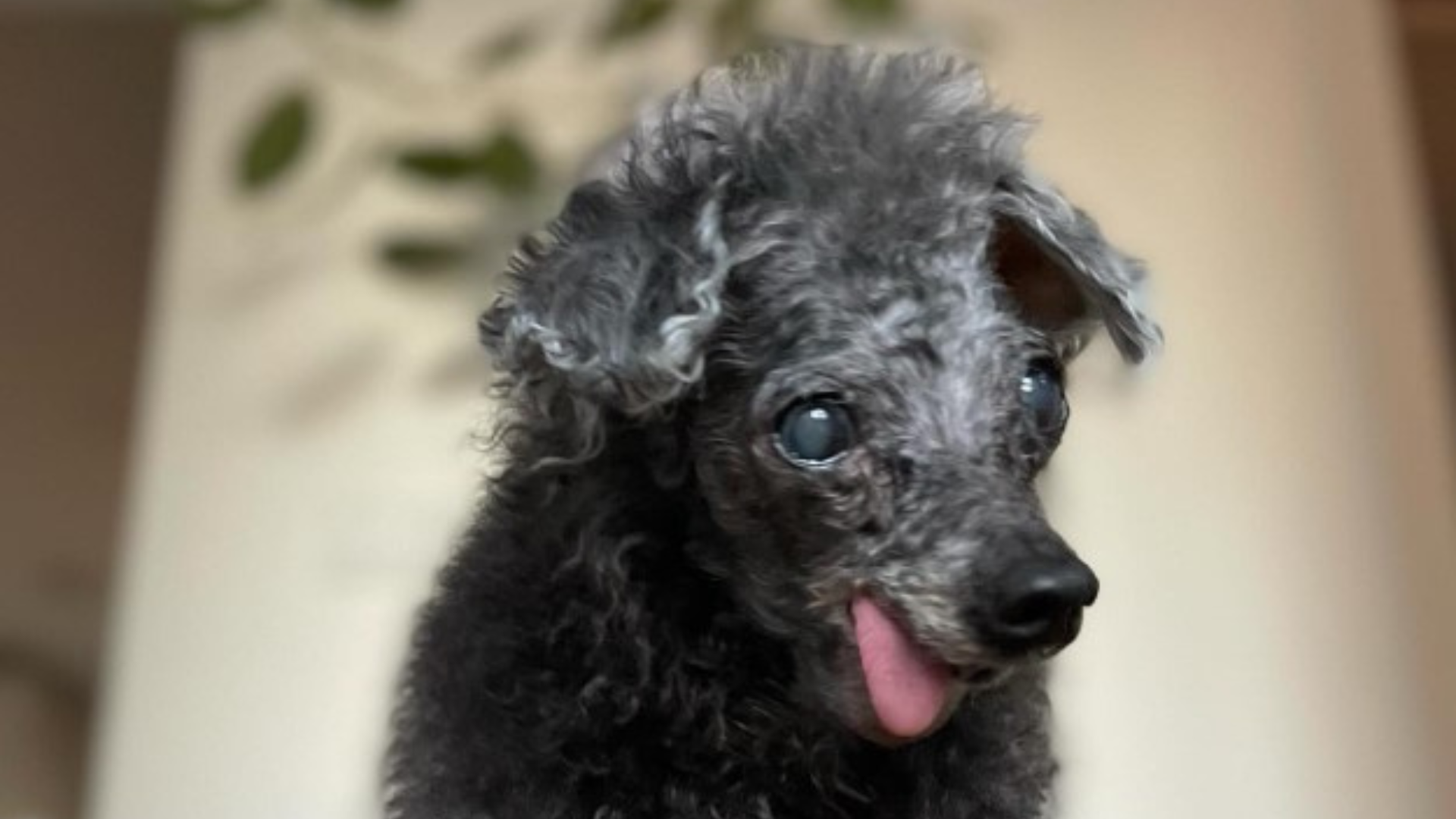 tiny senior dog