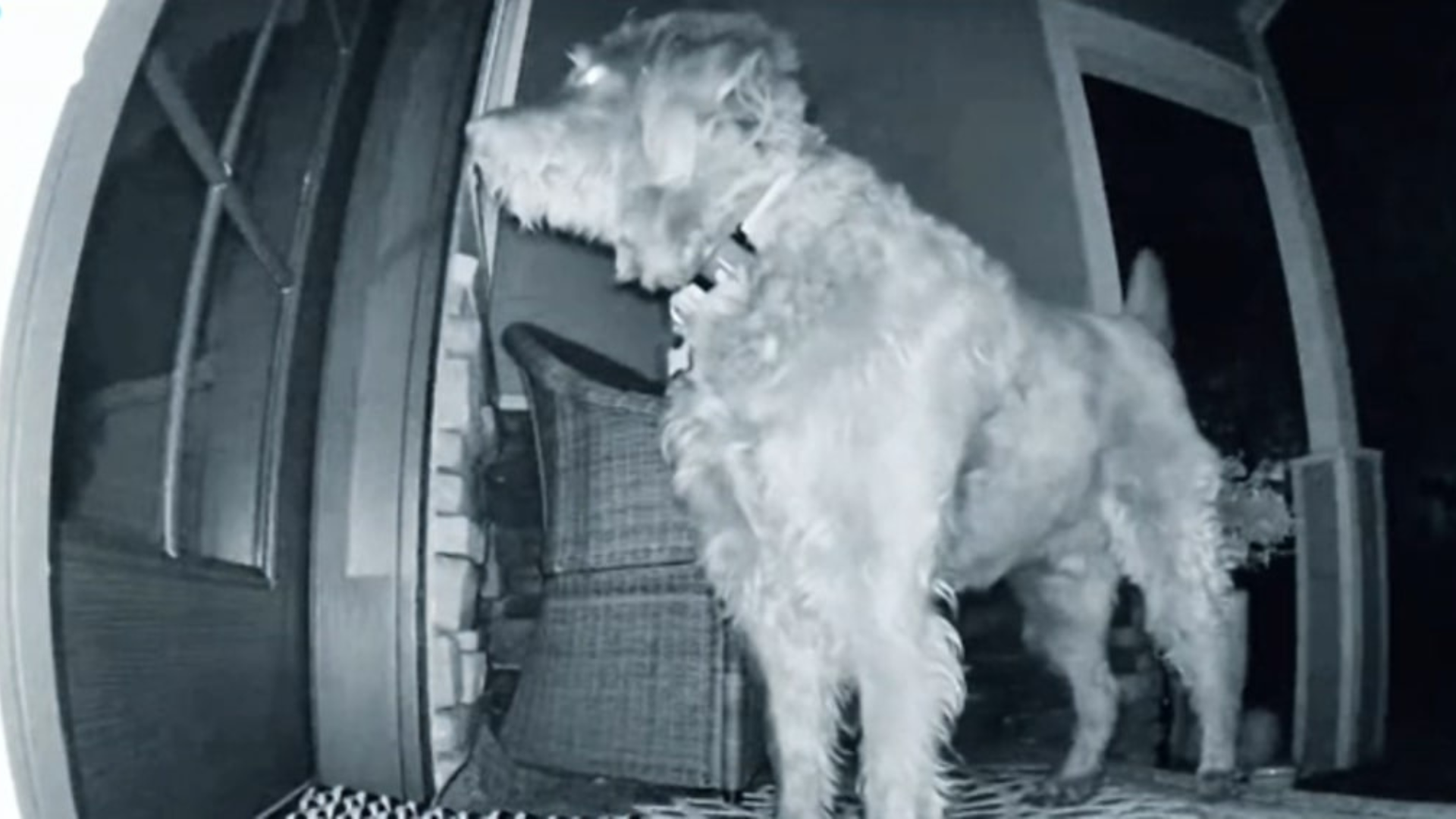 camera footage of dog