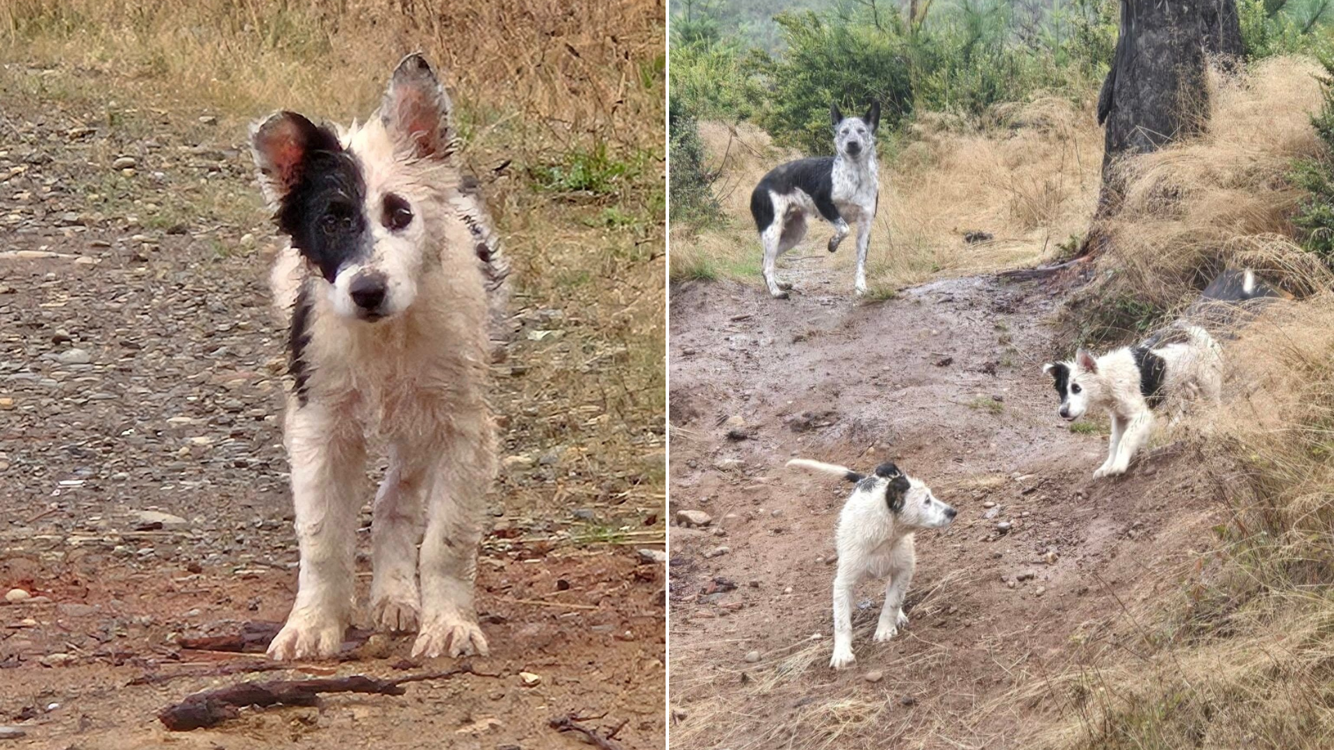mother dog and puppies