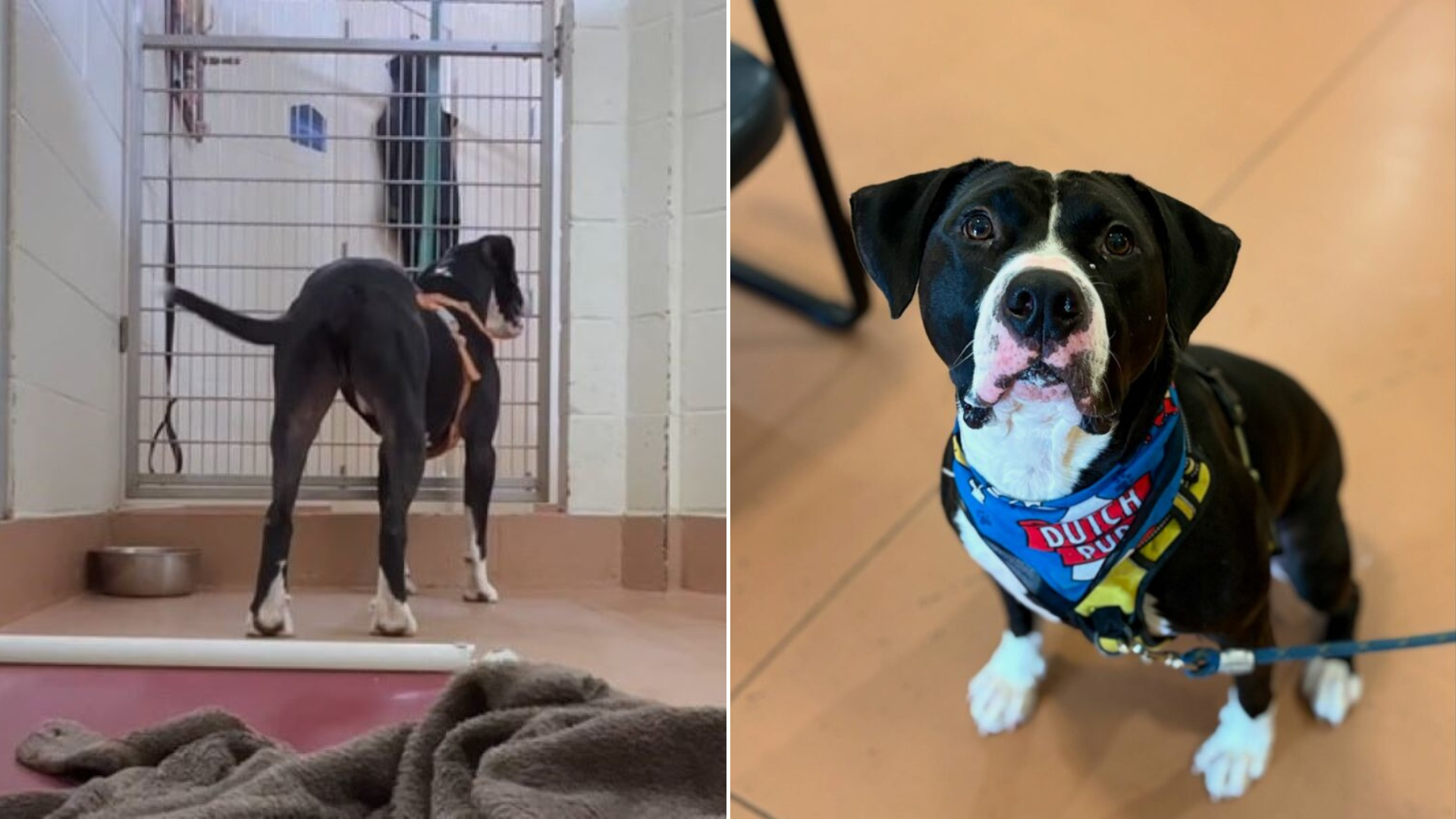black and white dog with scarf