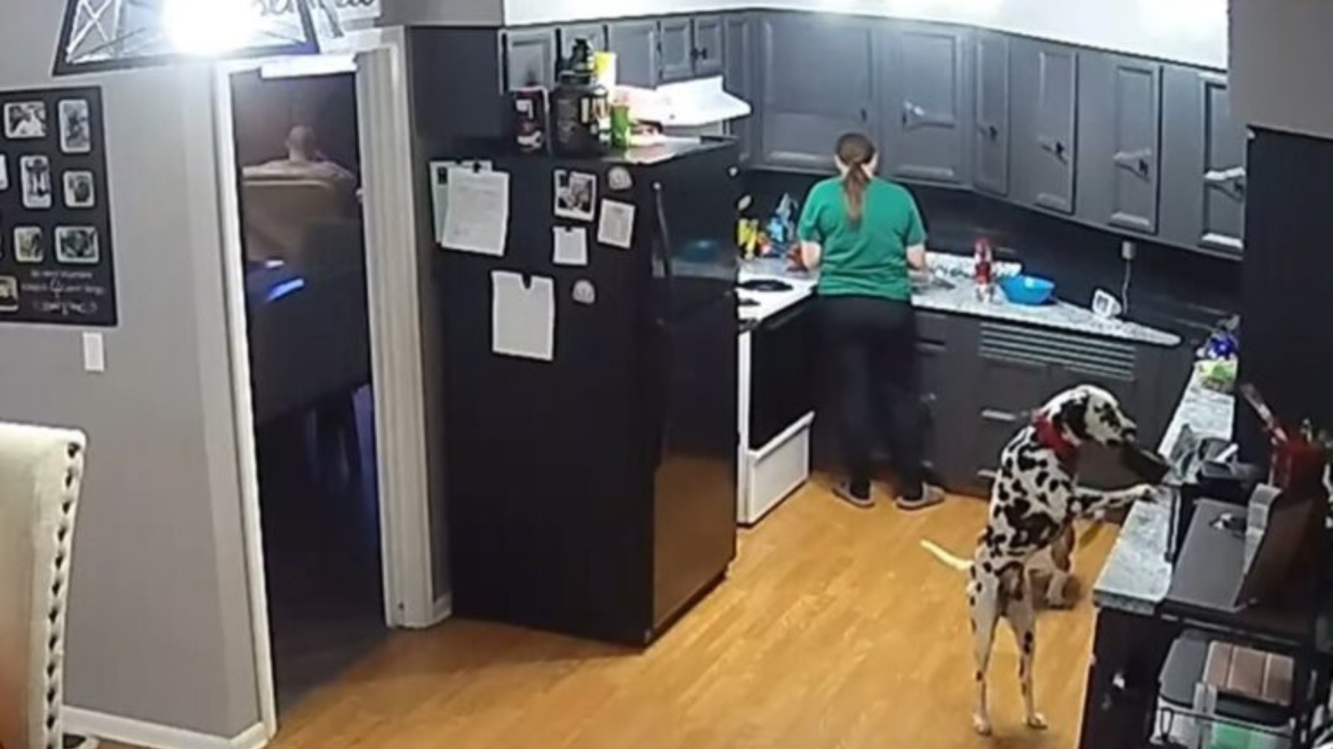 dog stealing food from kitchen