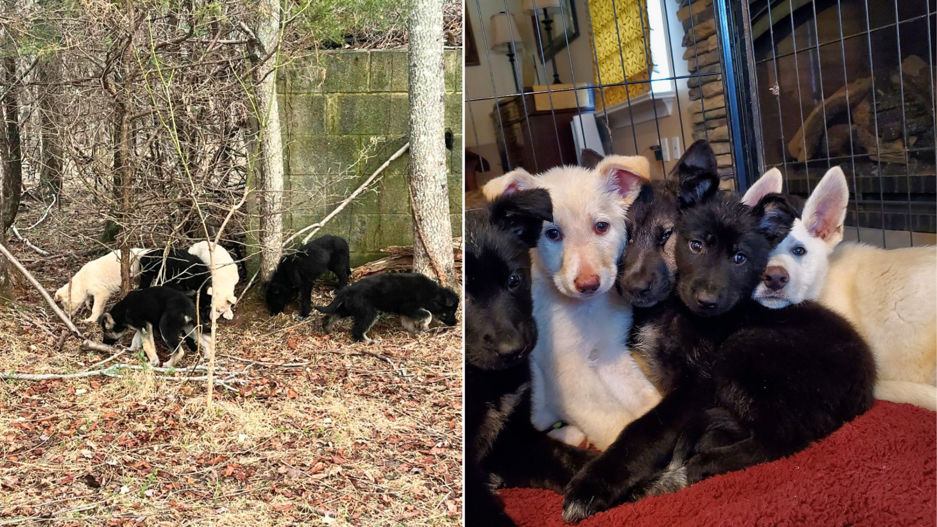 puppies in the woods