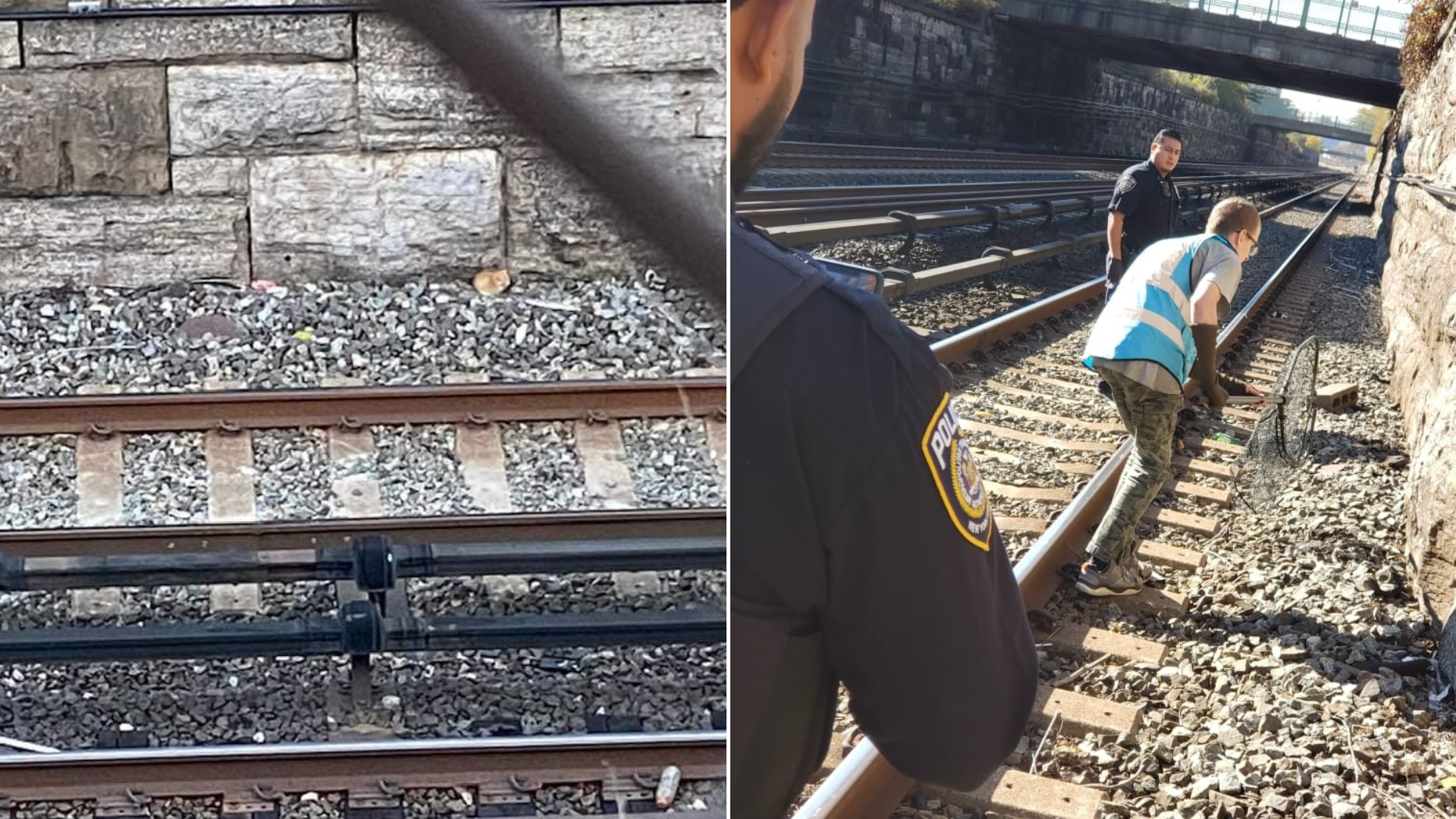 rescue of animal near train tracks