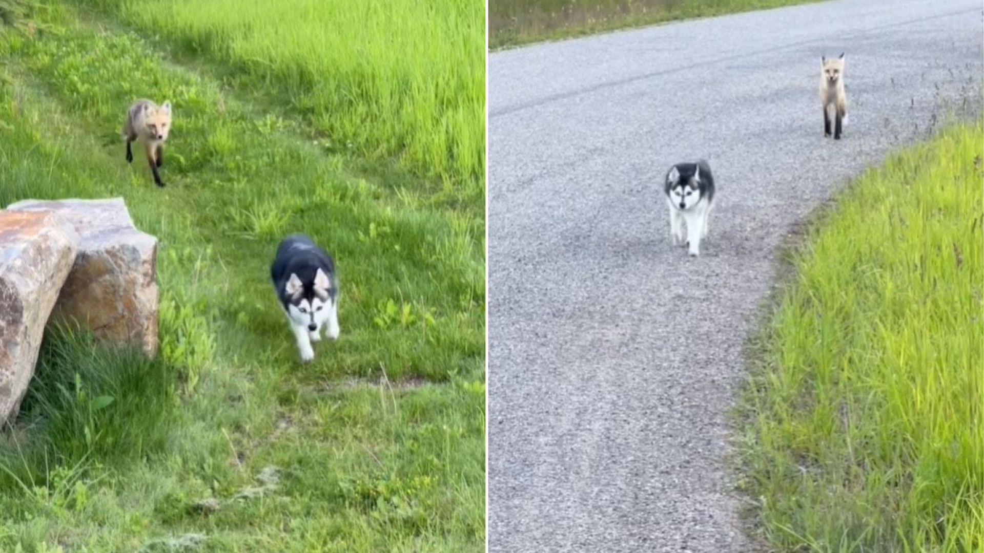 husky and fox