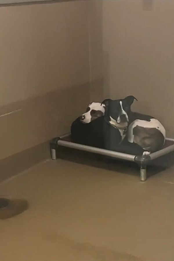 two dogs in shelter