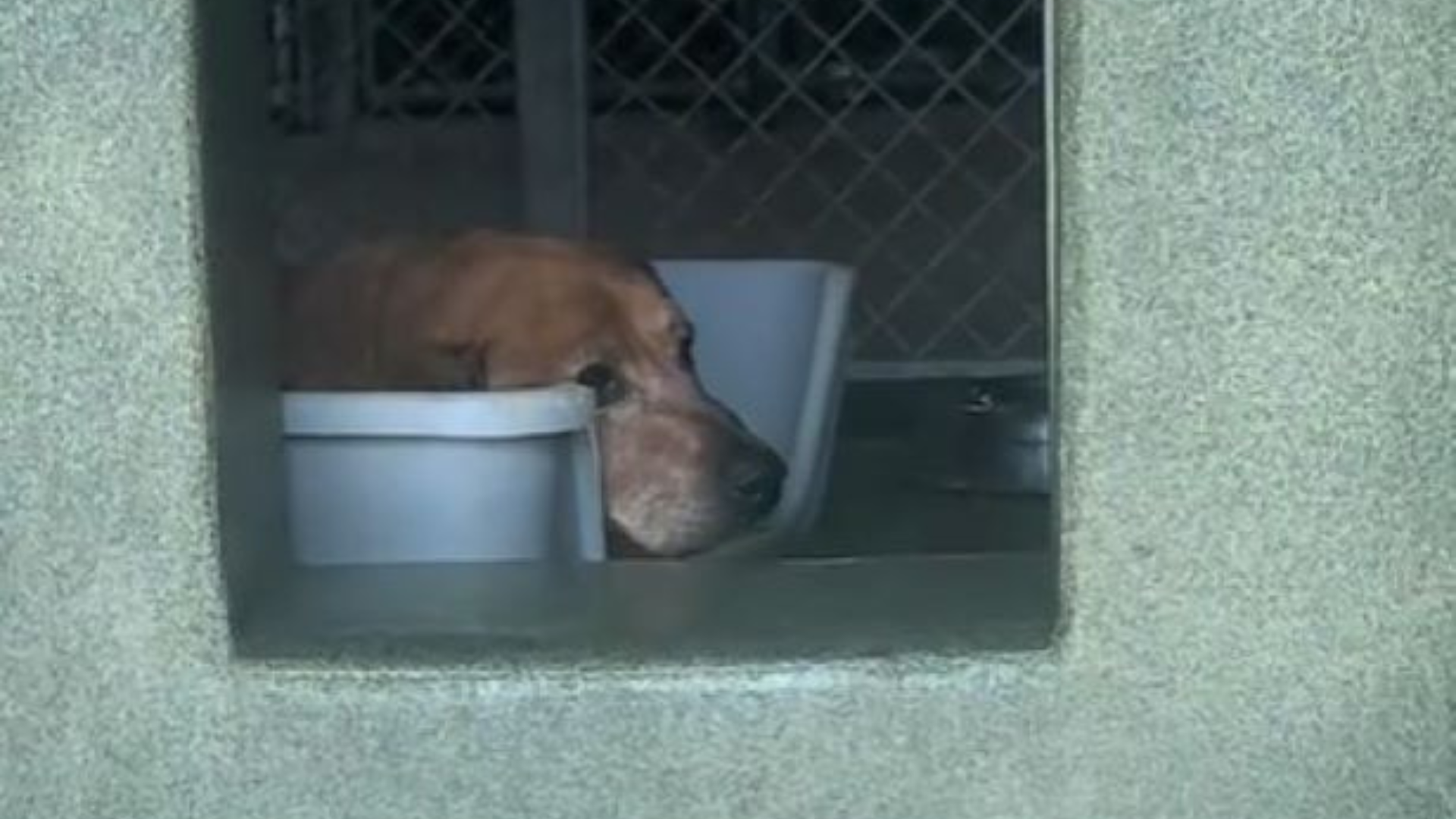 dog in shelter