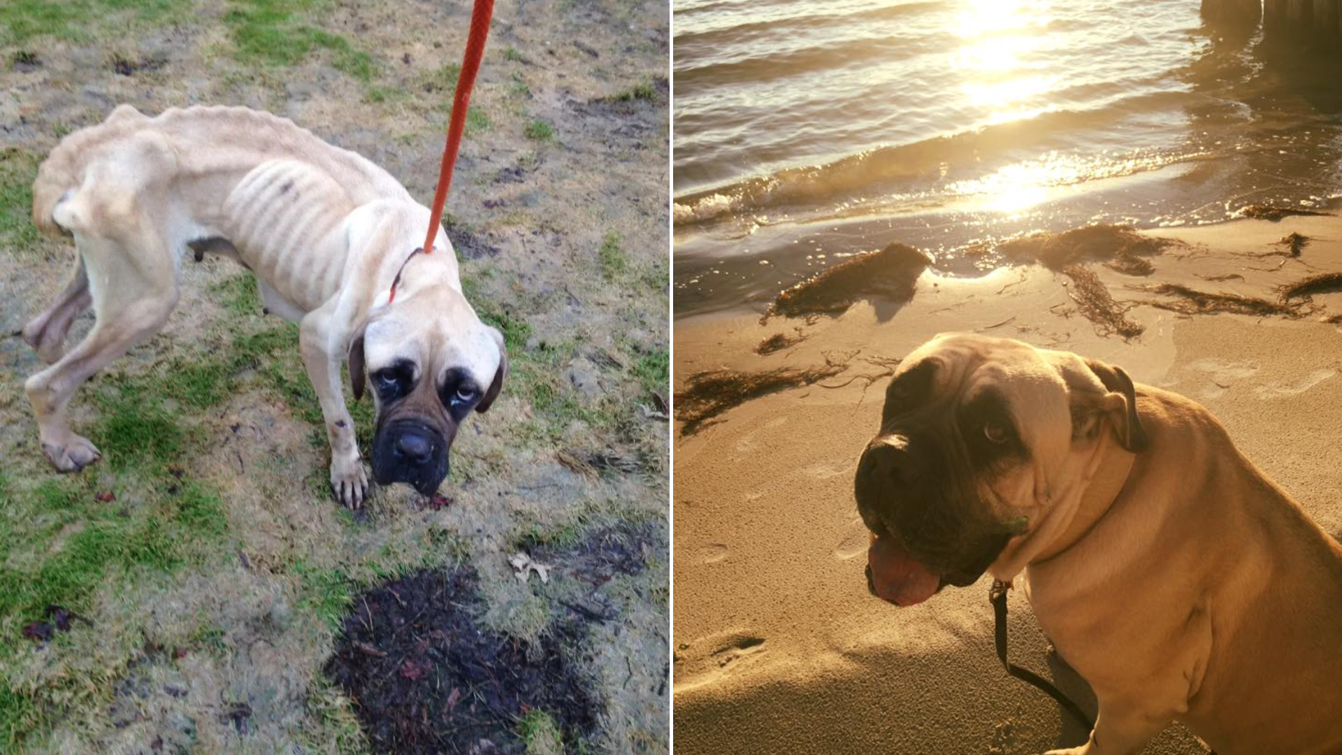 emaciated dog before and after