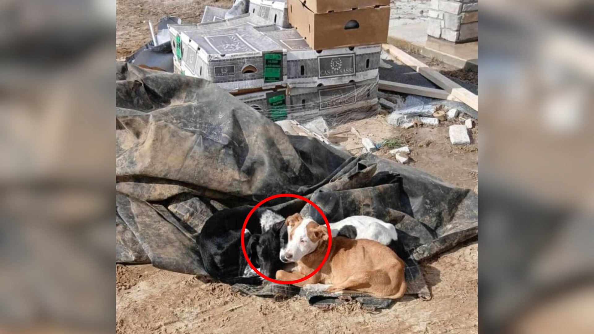 dogs on a trash pile