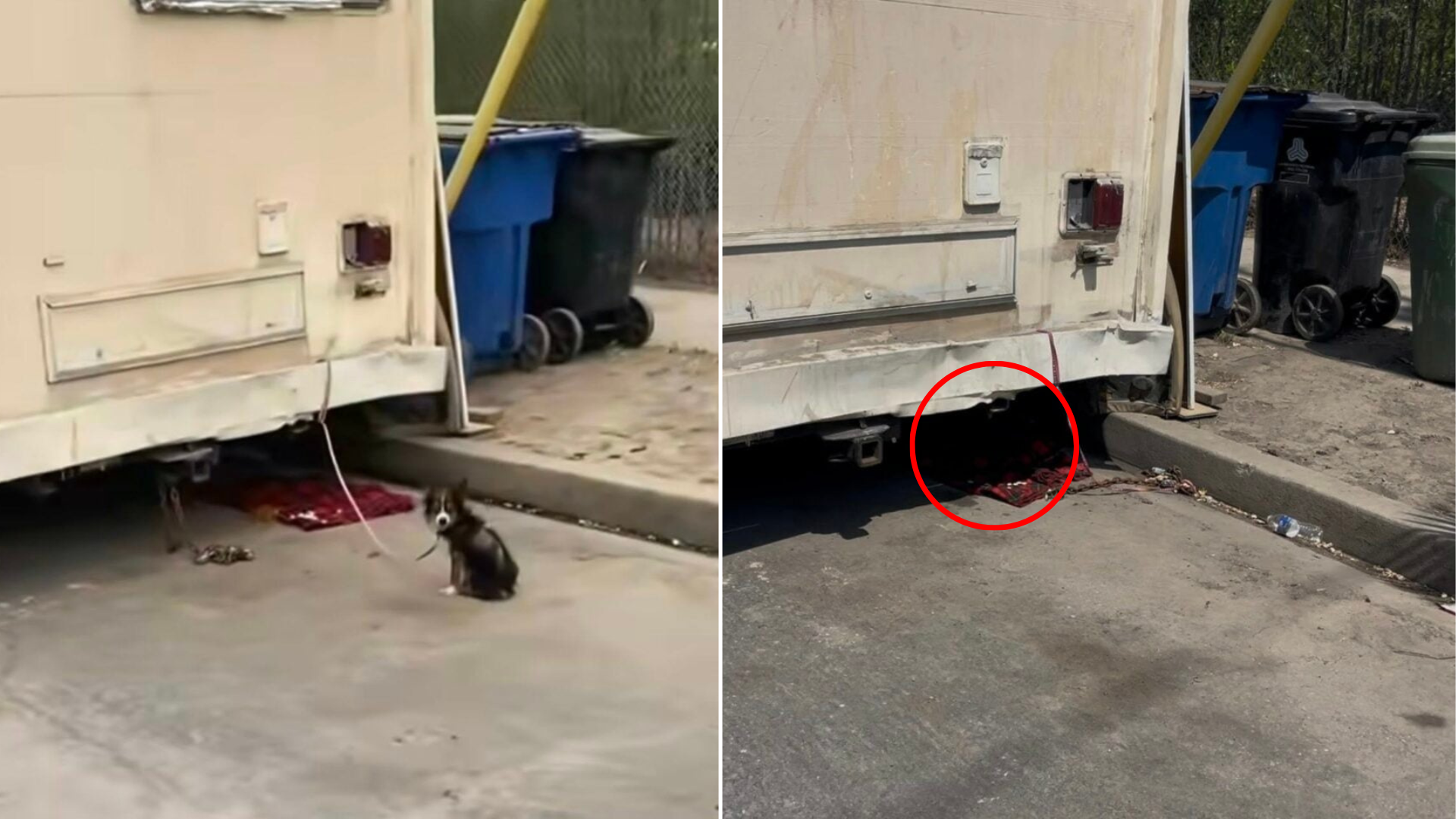 dog hiding under truck