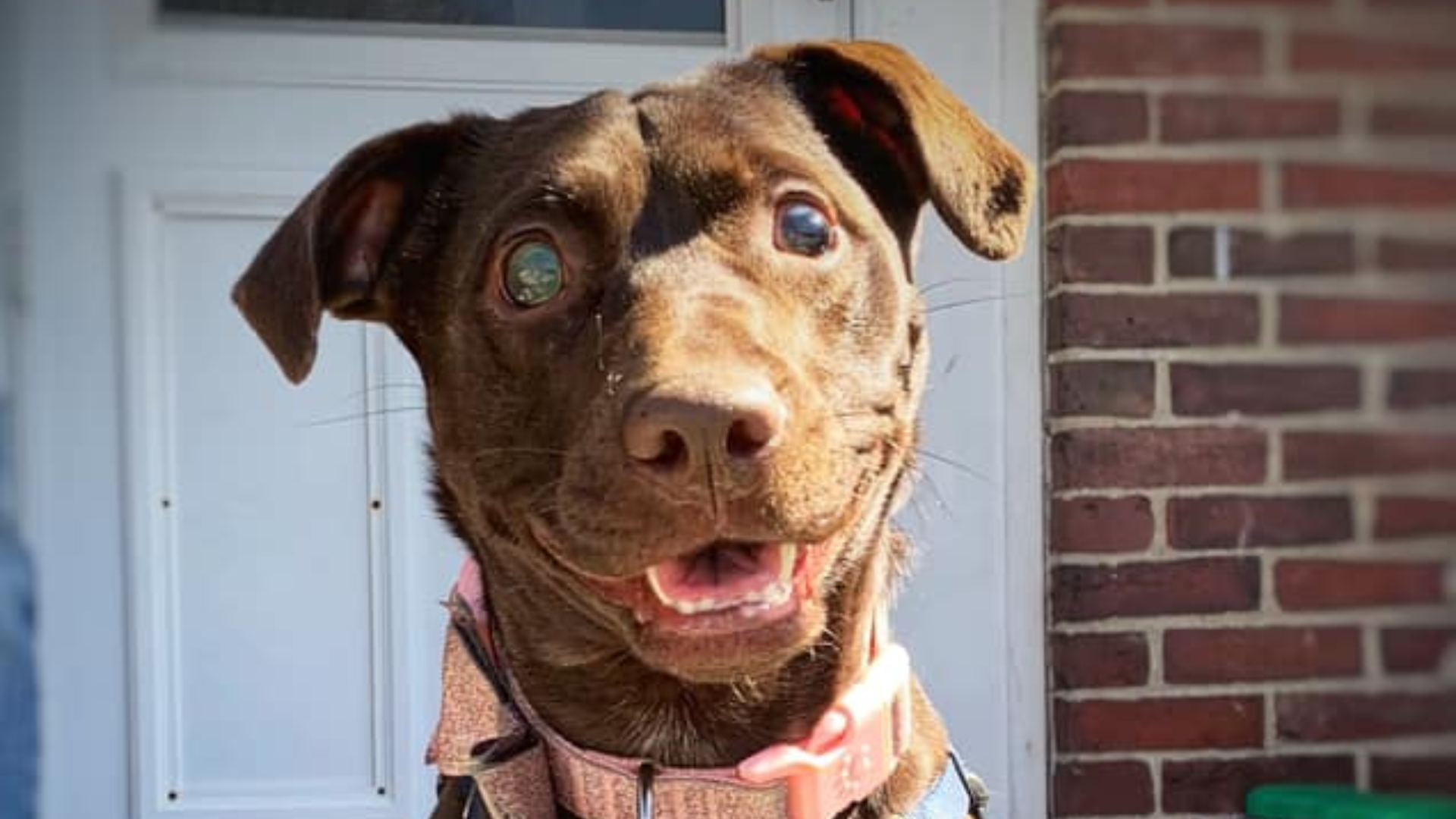 brown dog with beautiful eyes
