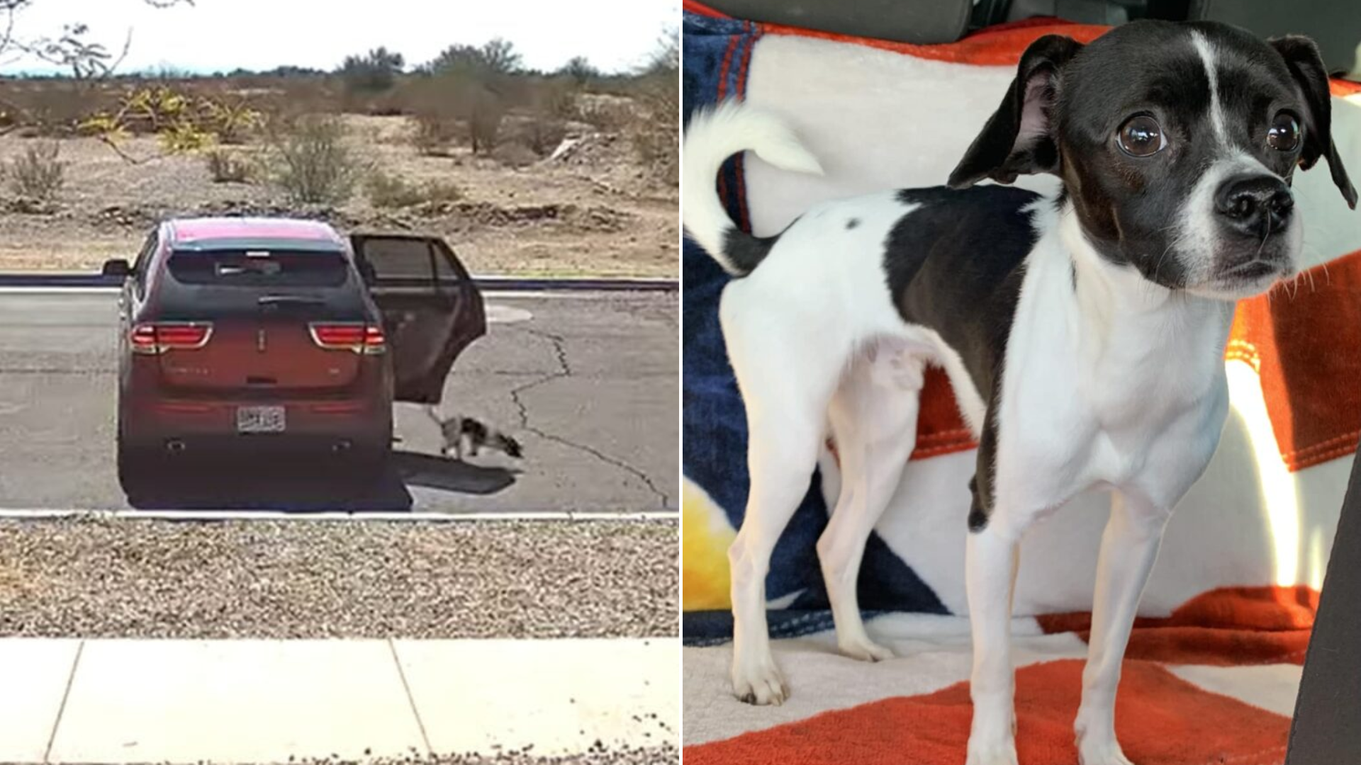 dog abandoned from car