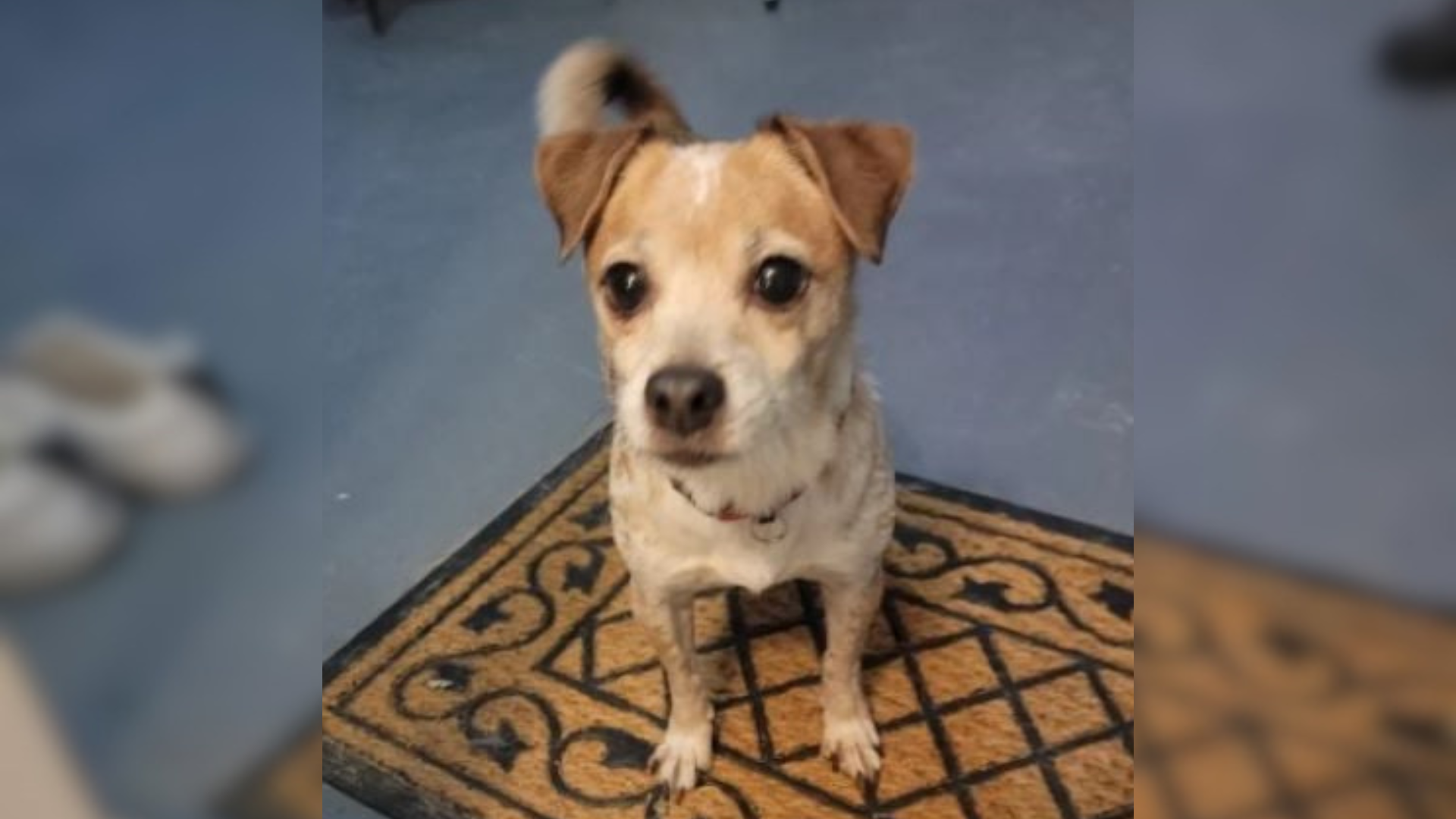 confused small dog
