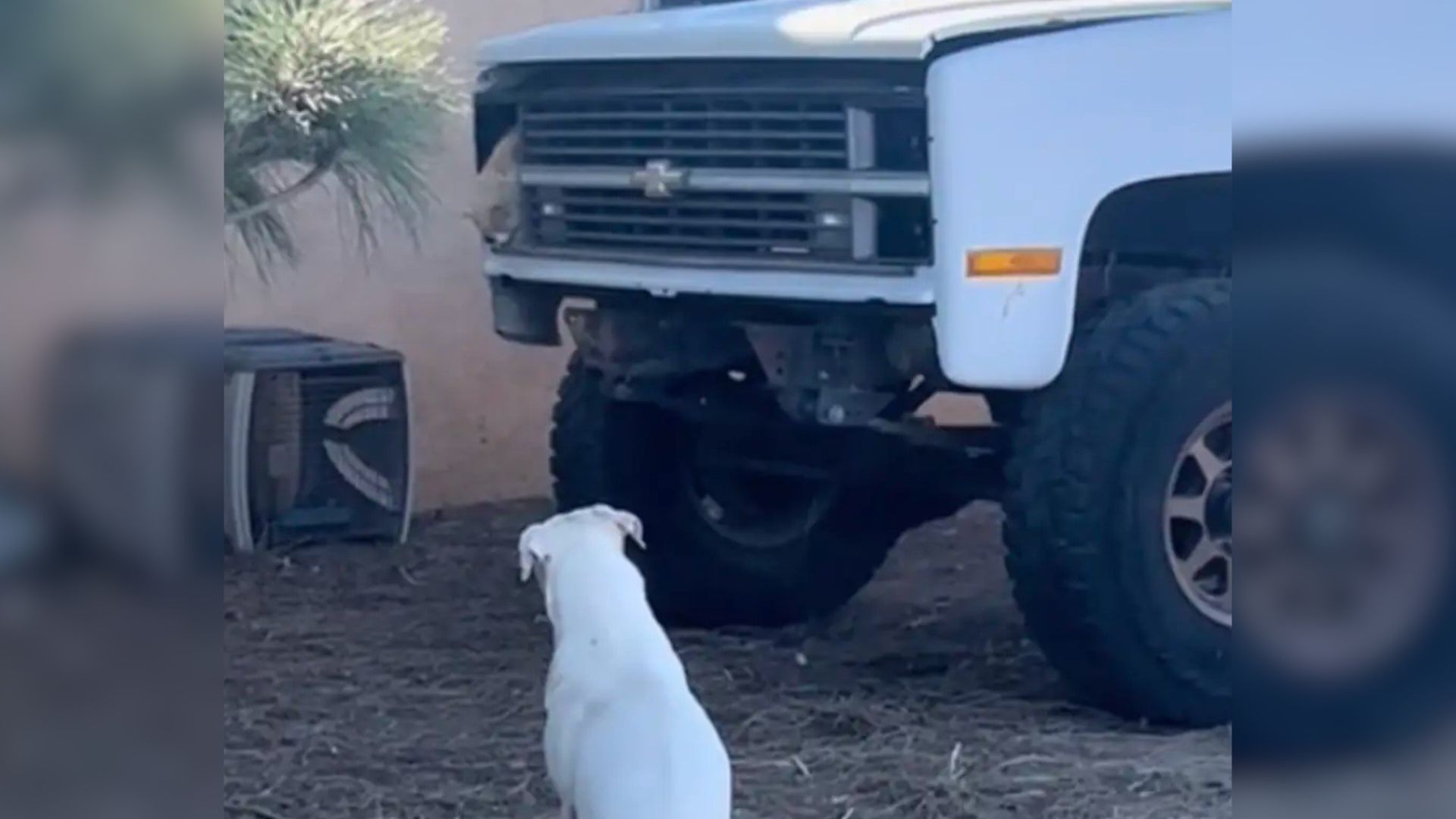 deaf white dog