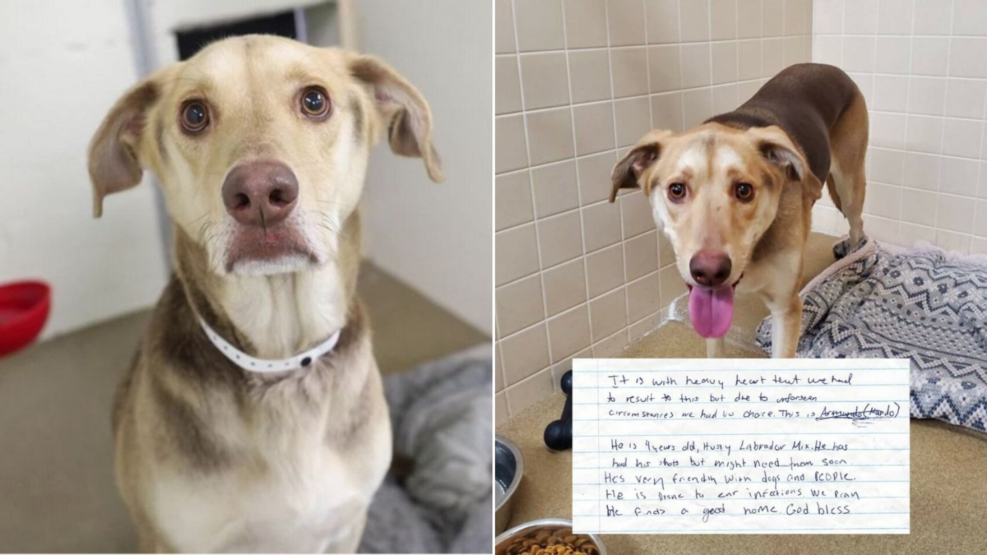 dog and note