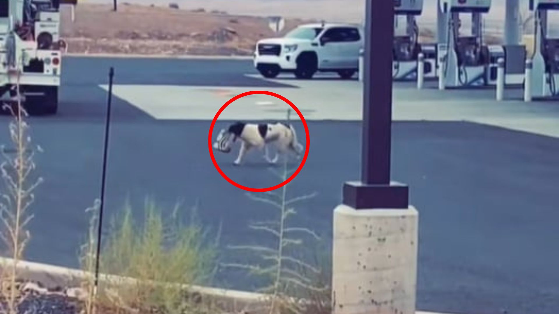 dog on parking lot