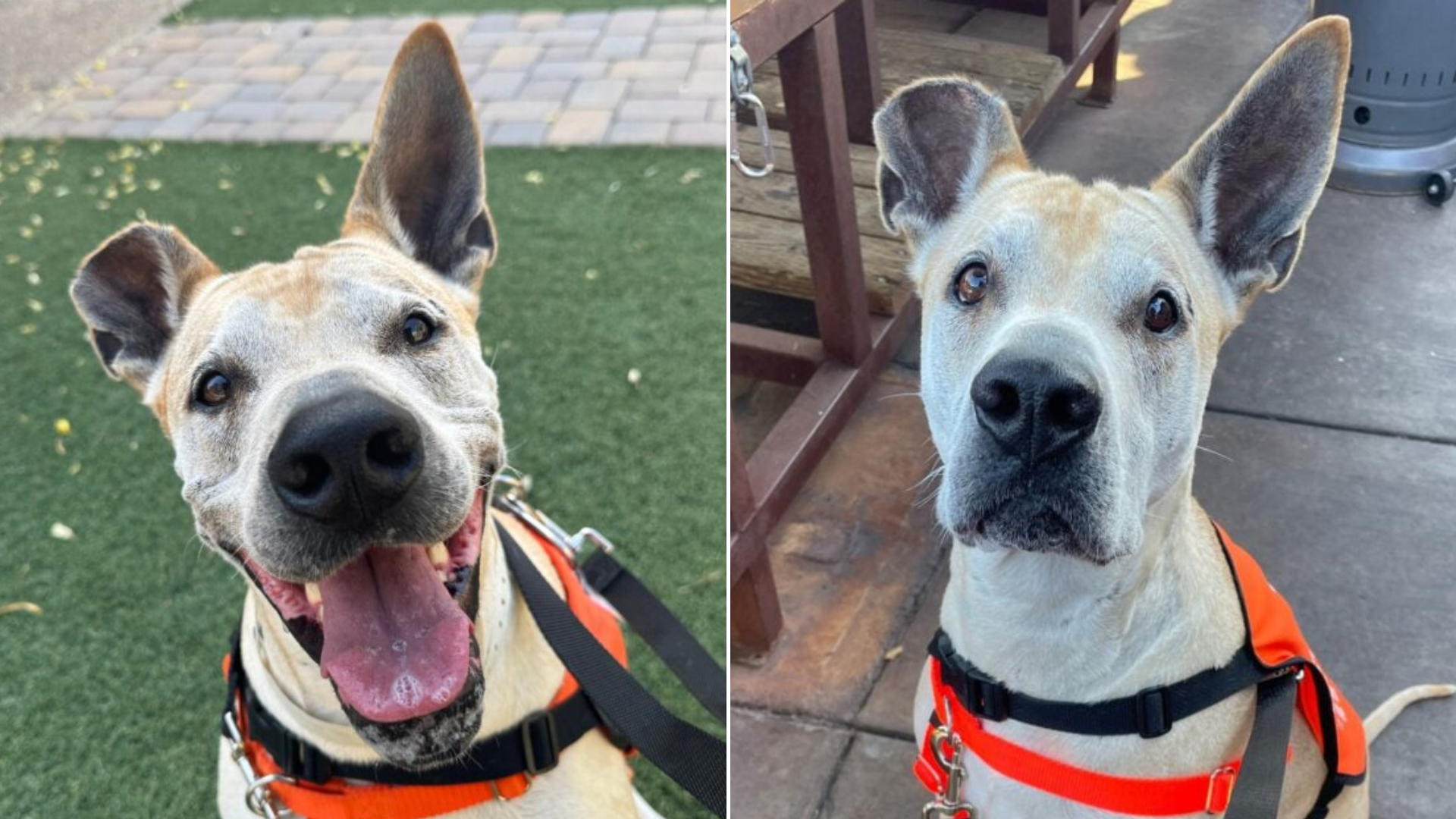 happy and sad dog