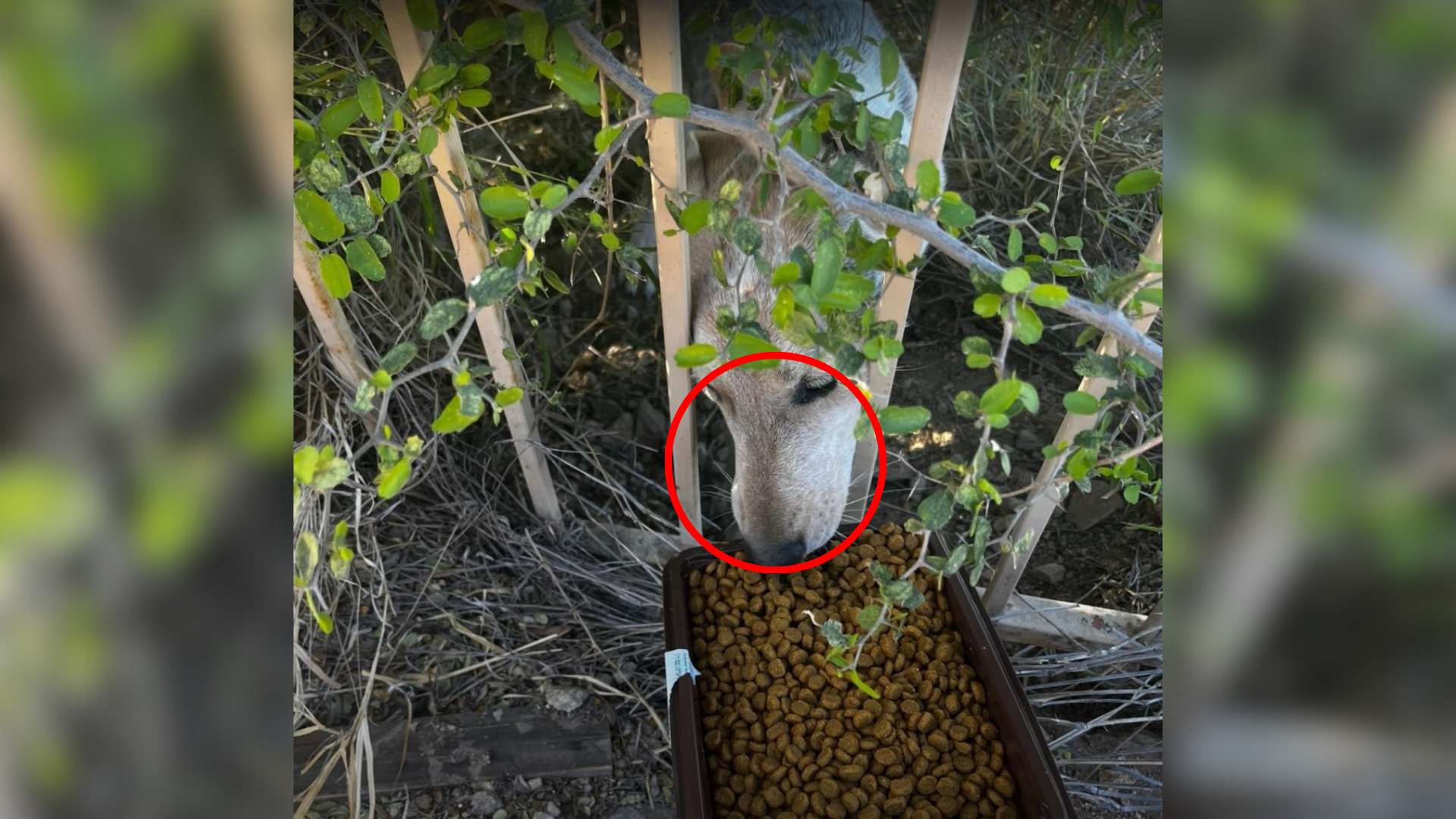 animal eating through fence