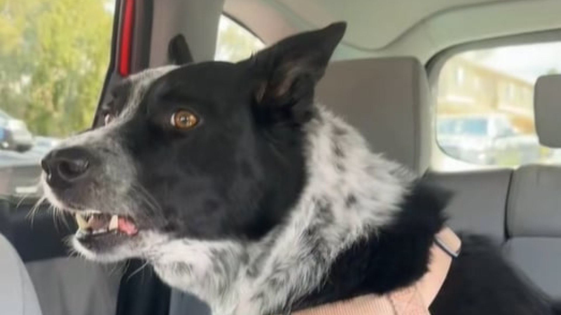 dog looking out of car window