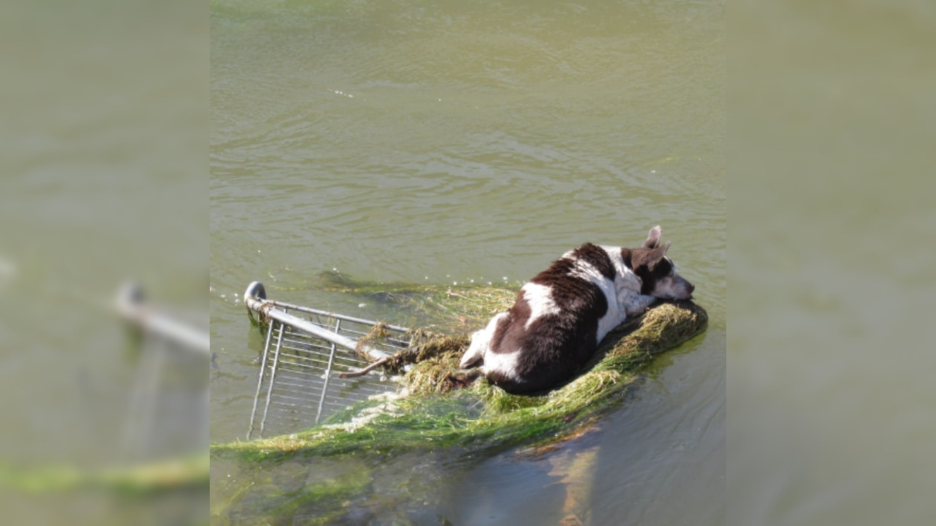 dog stuck in water