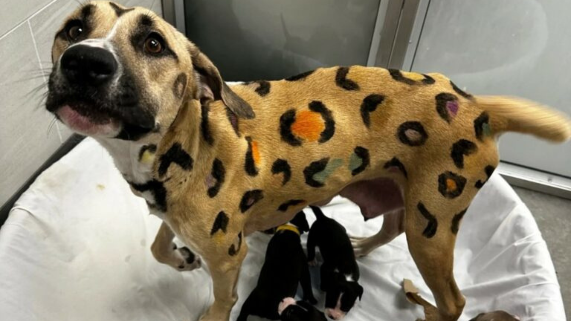 painted dog