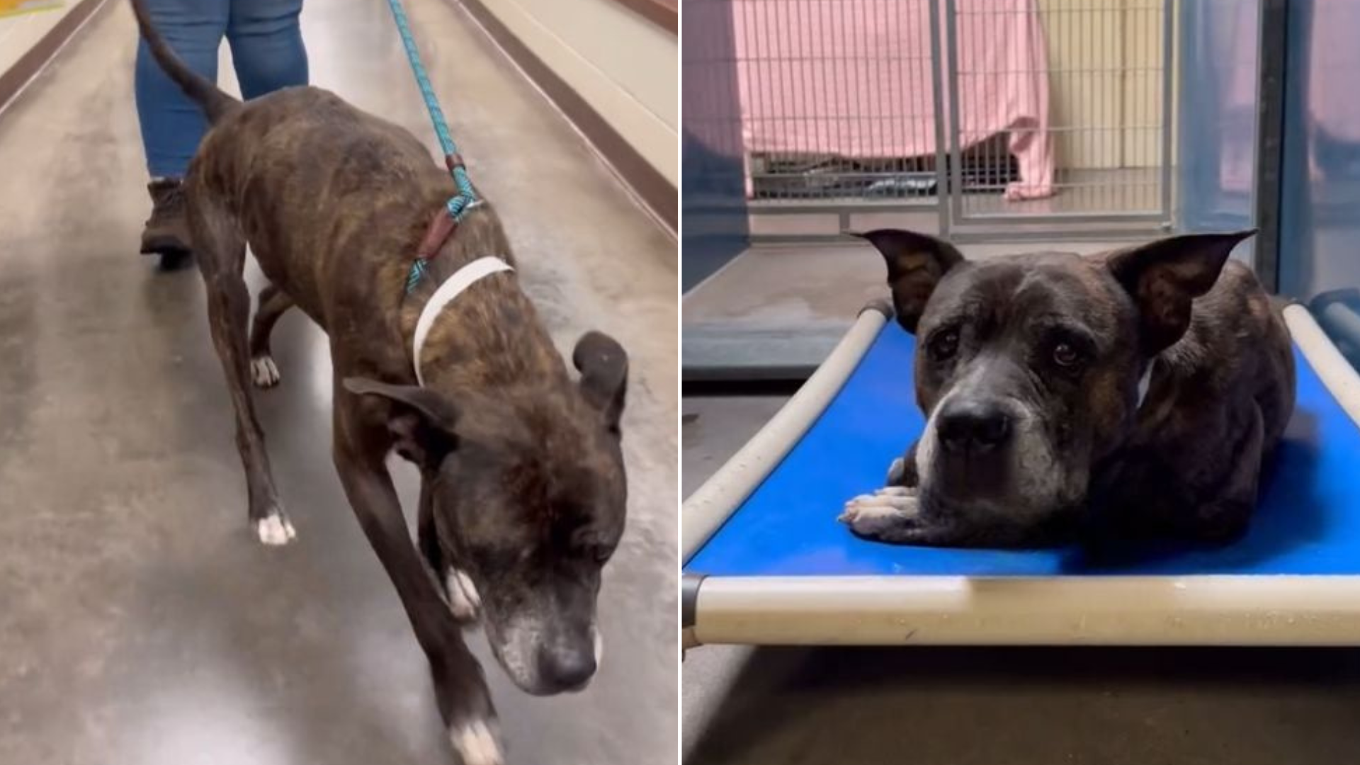 dog returning to shelter