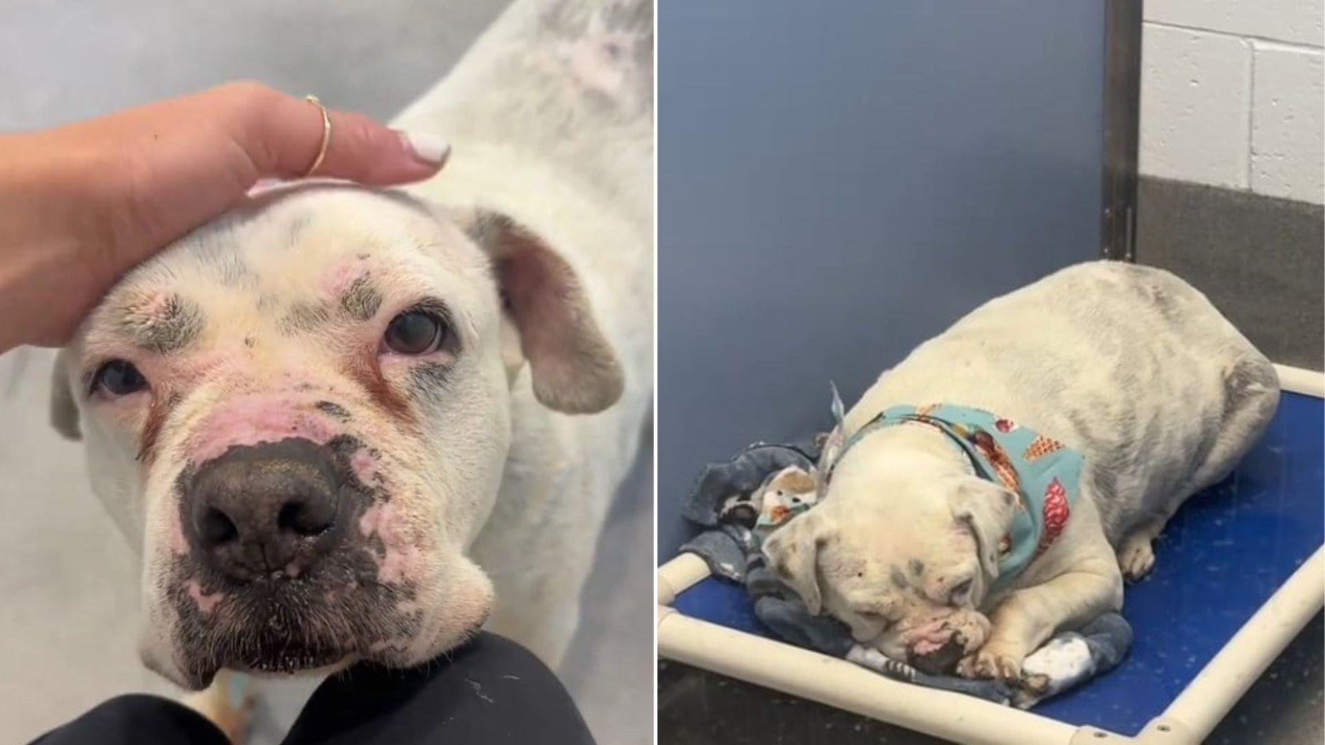 adorable shelter dog