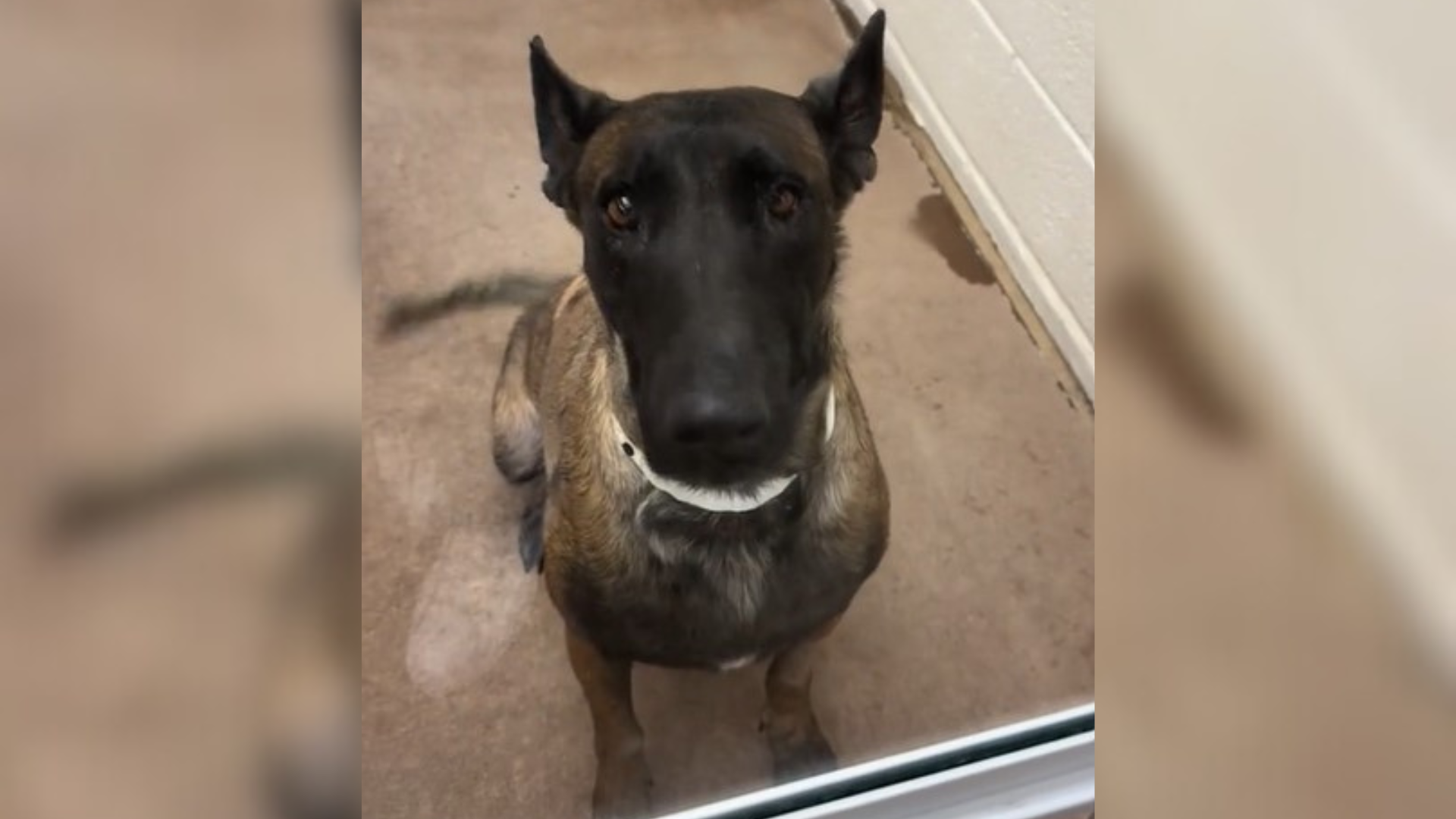 belgian malinois