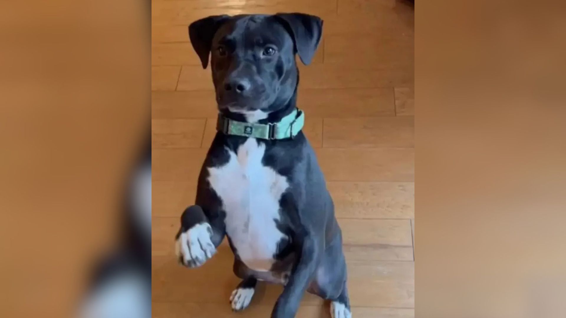 cute black dog