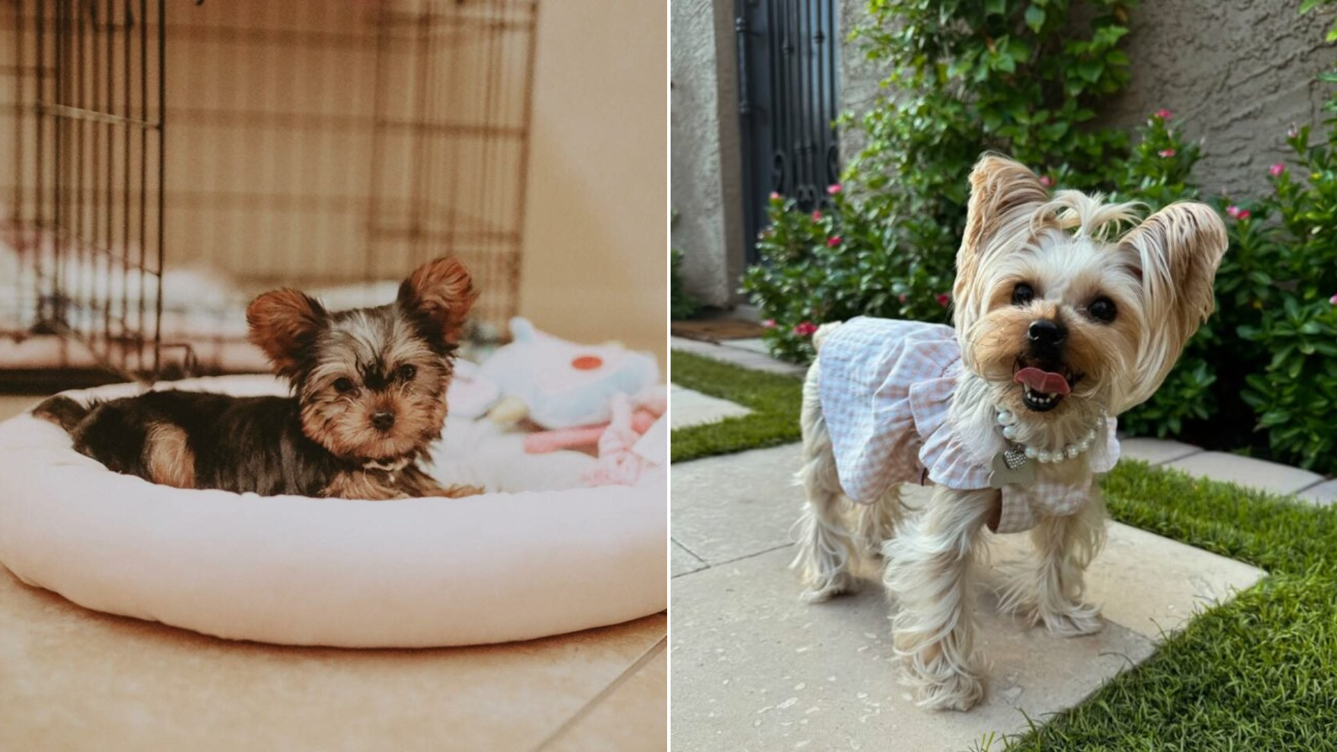 yorkie puppy grown up