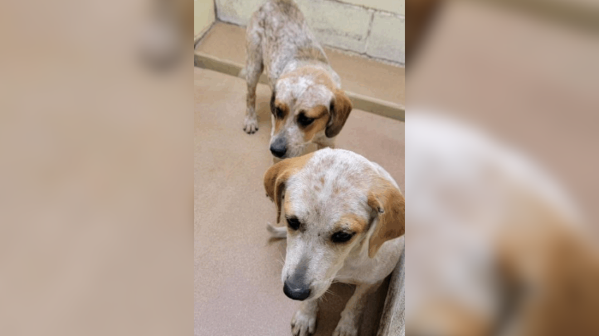 two shelter dogs