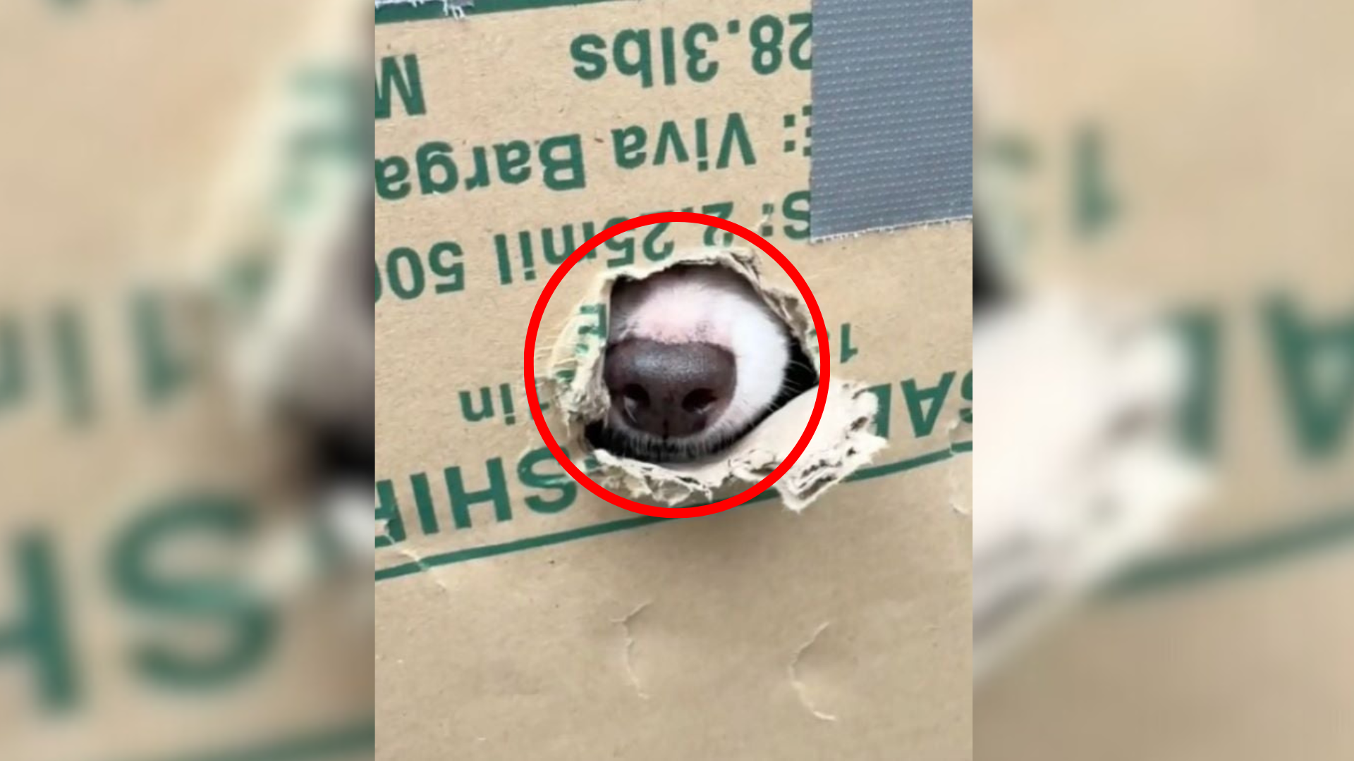 dog peeking through hole in box