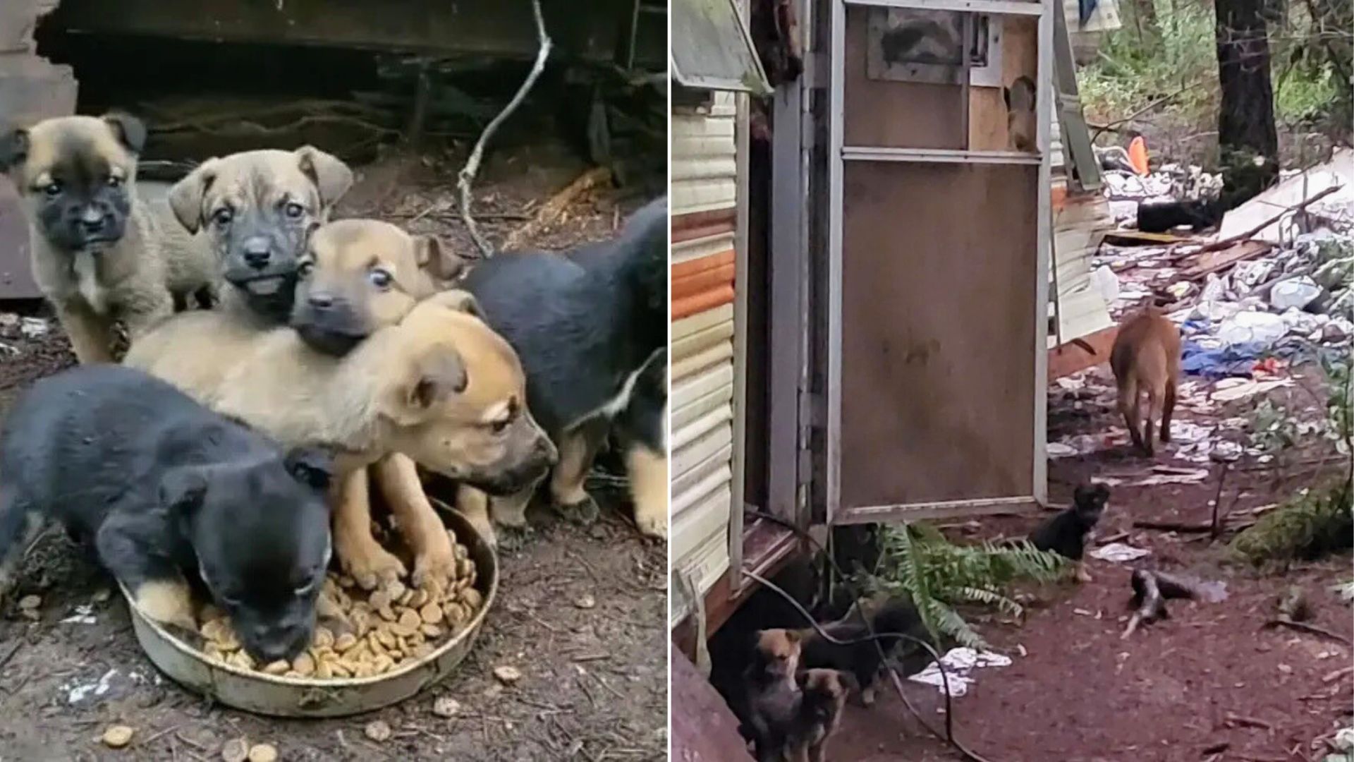 abandoned puppies
