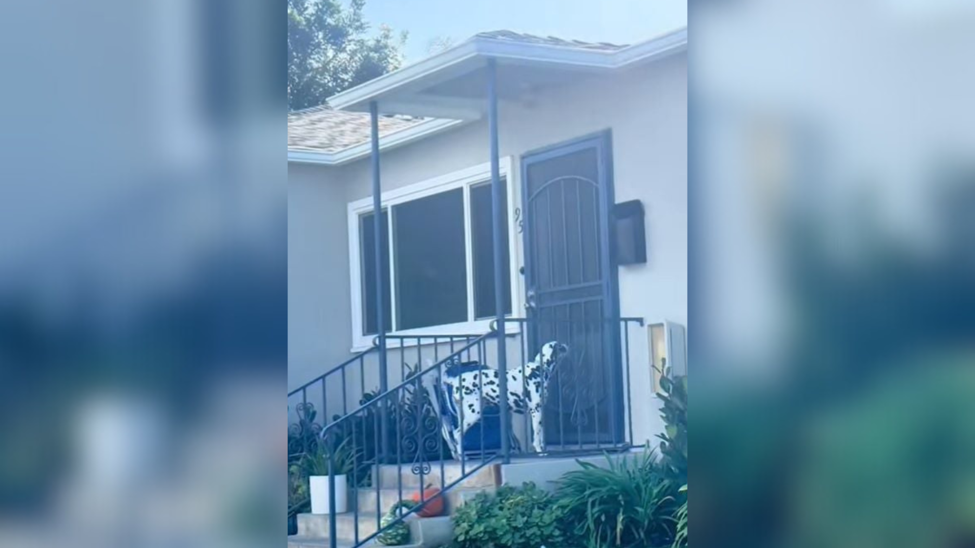 dog standing outside door