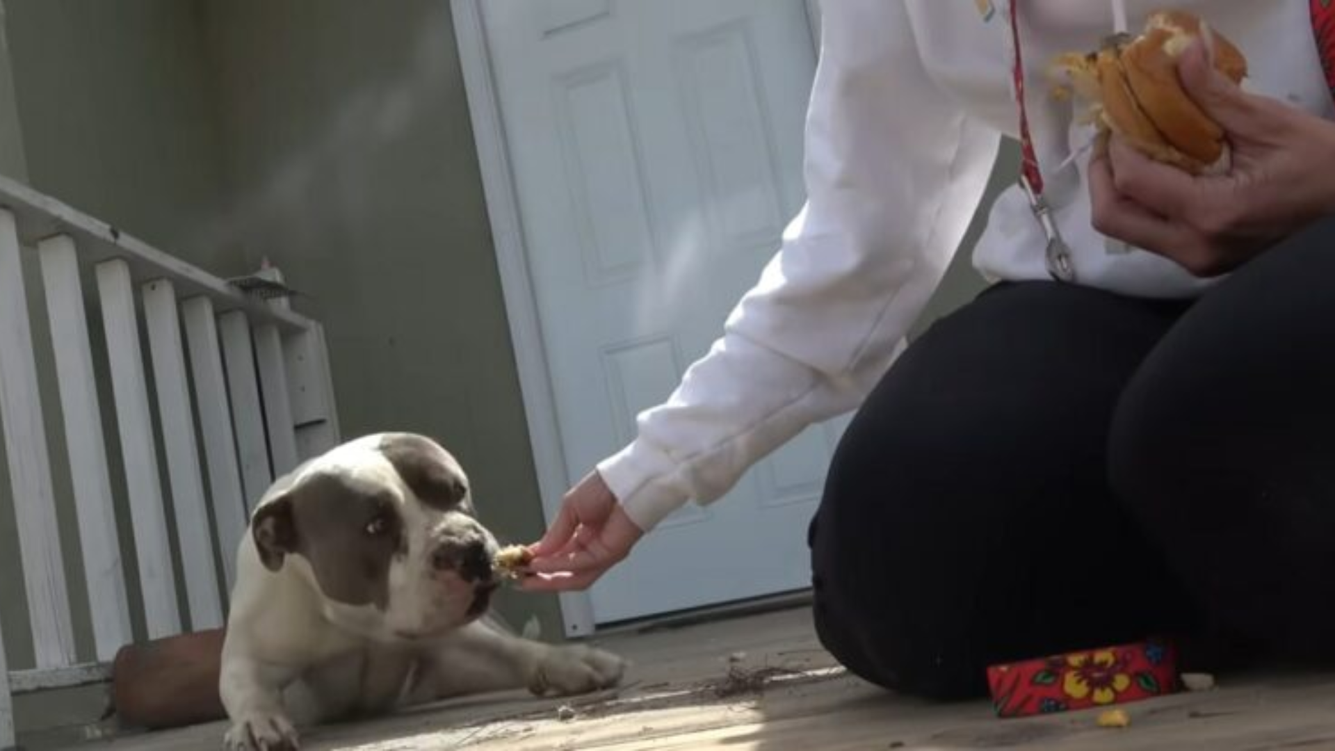 person feeding dog